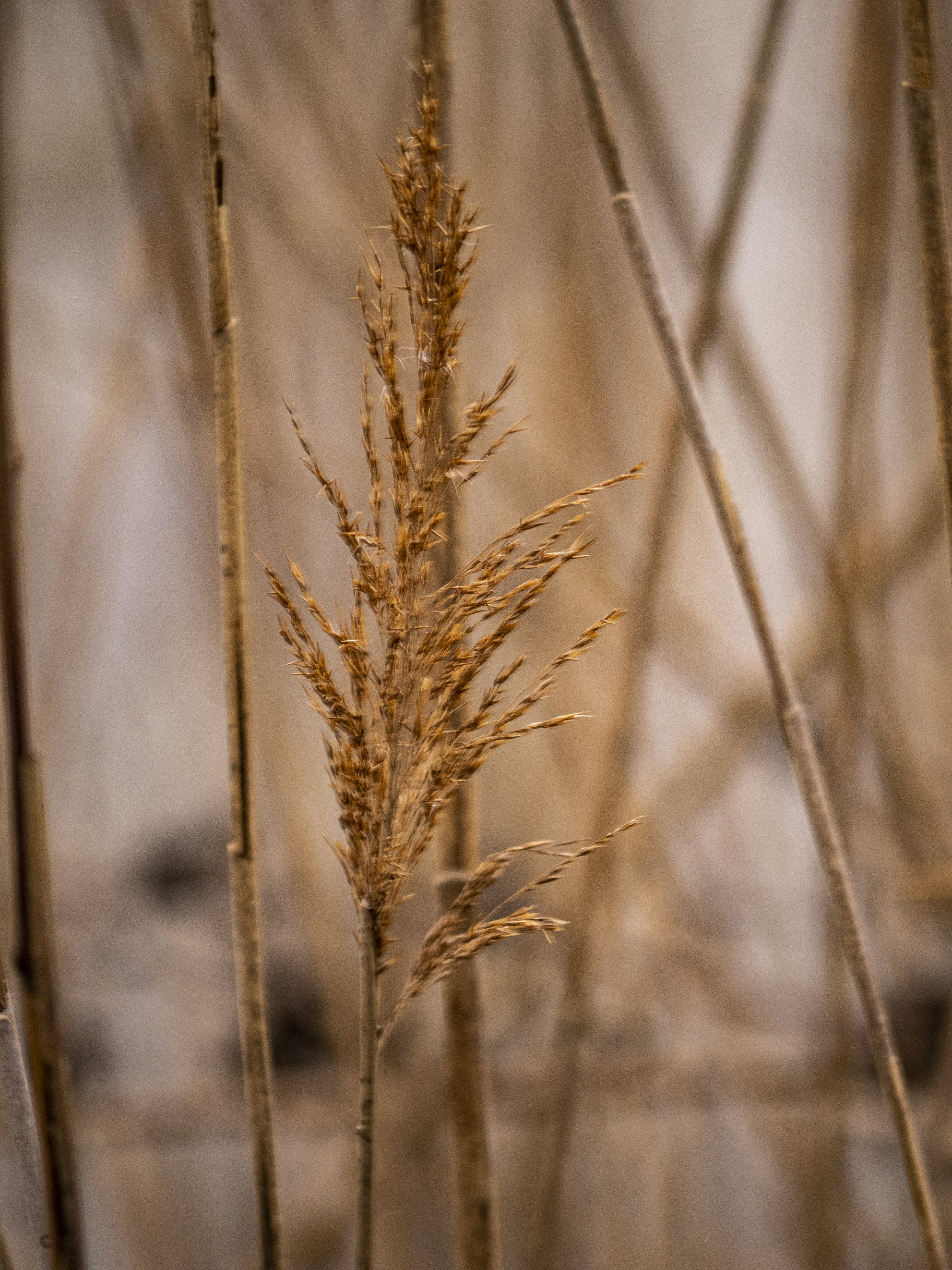 Photo by gopitri_prem