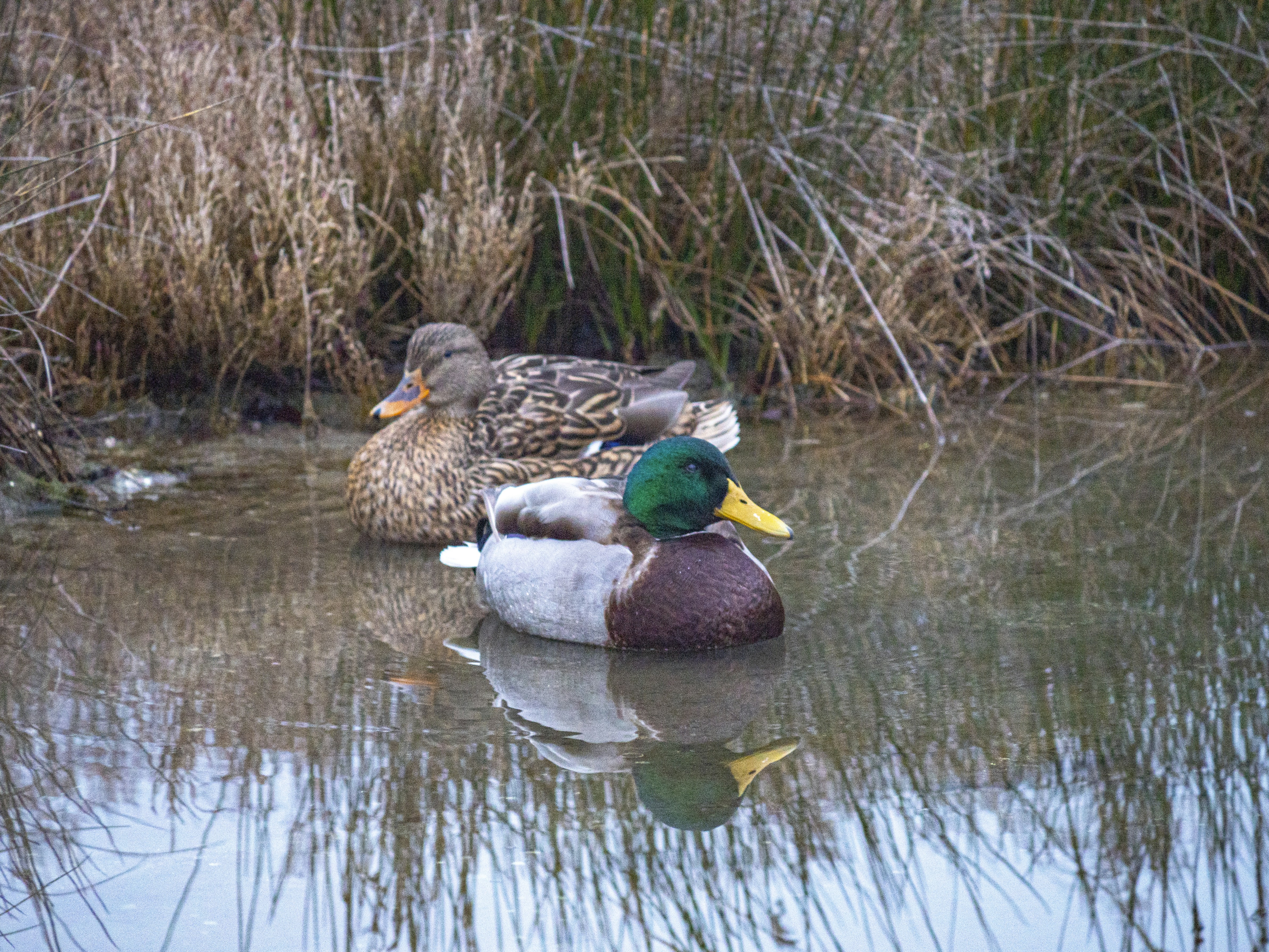 Photo by gopitri_prem