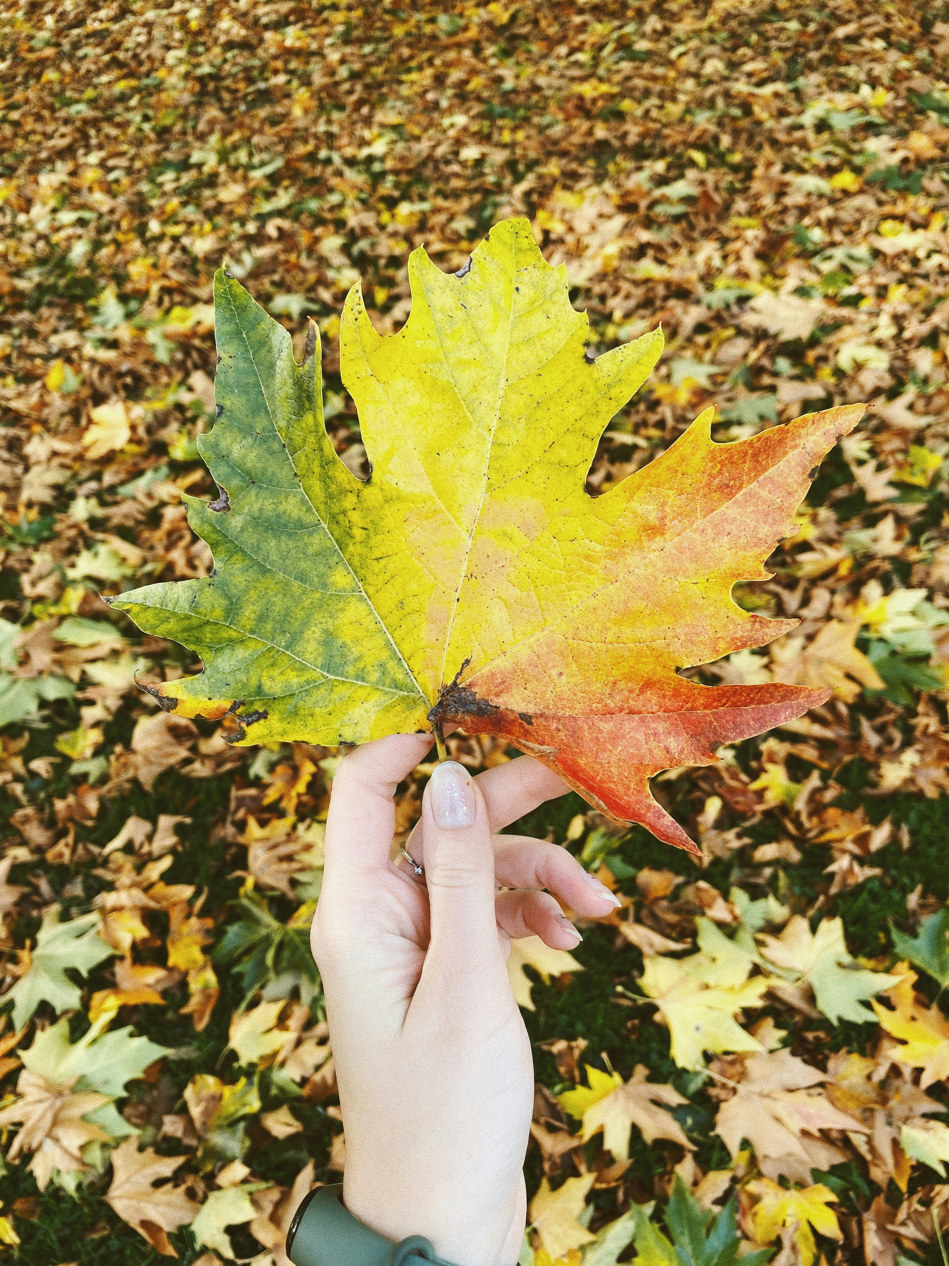 Photo by melodic_owl