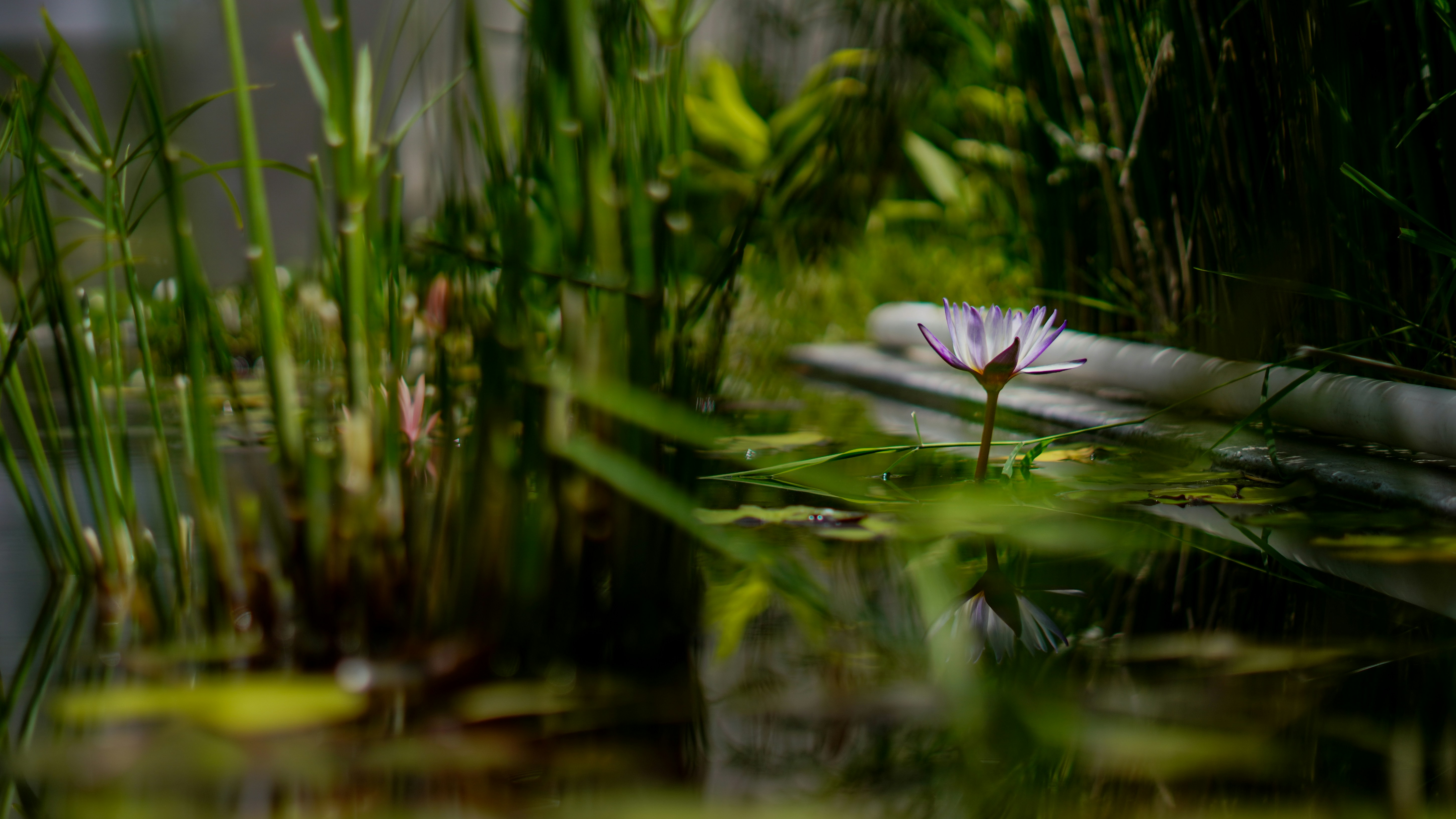 Photo by elocasodejosue