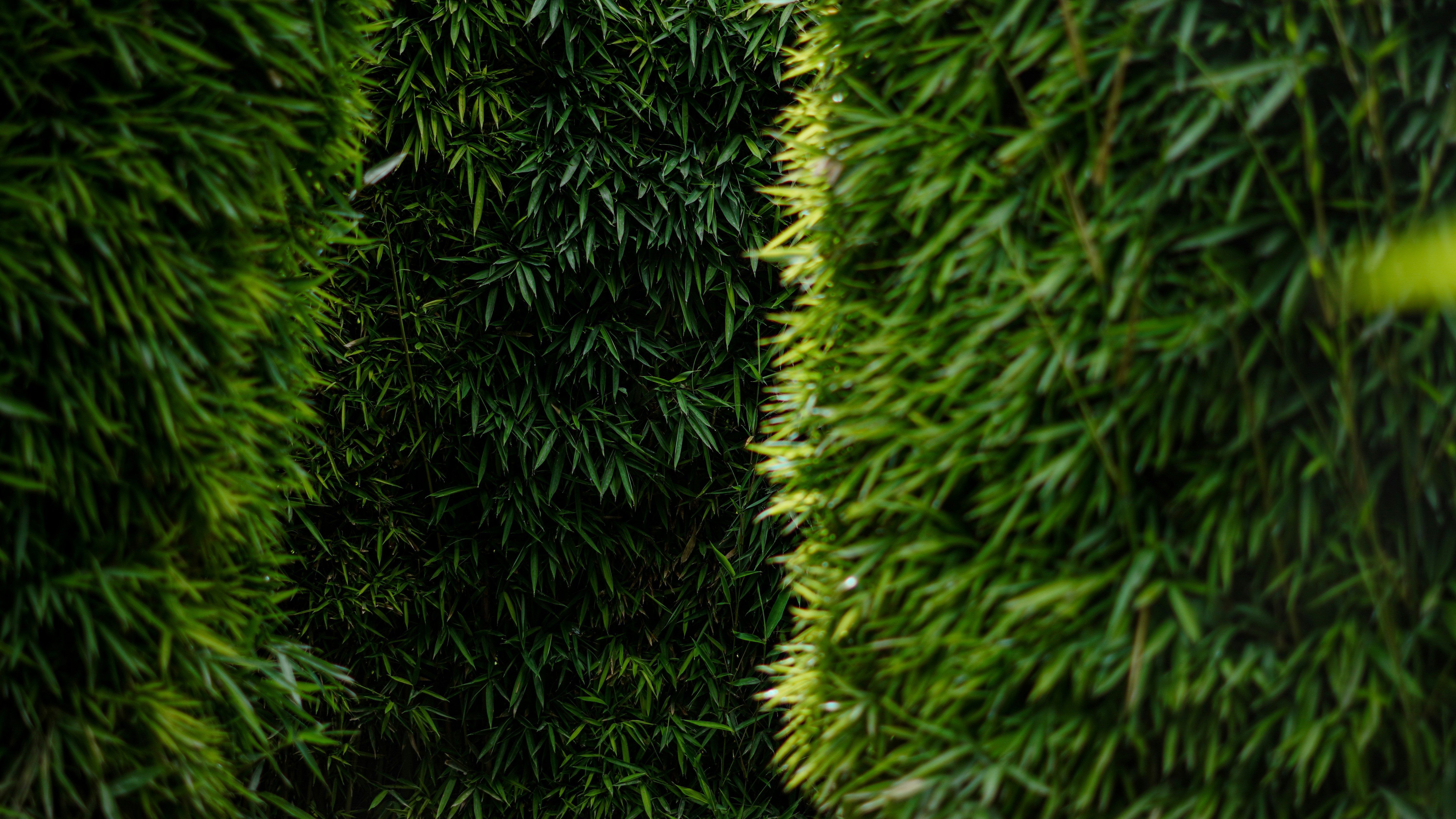 Photo by elocasodejosue