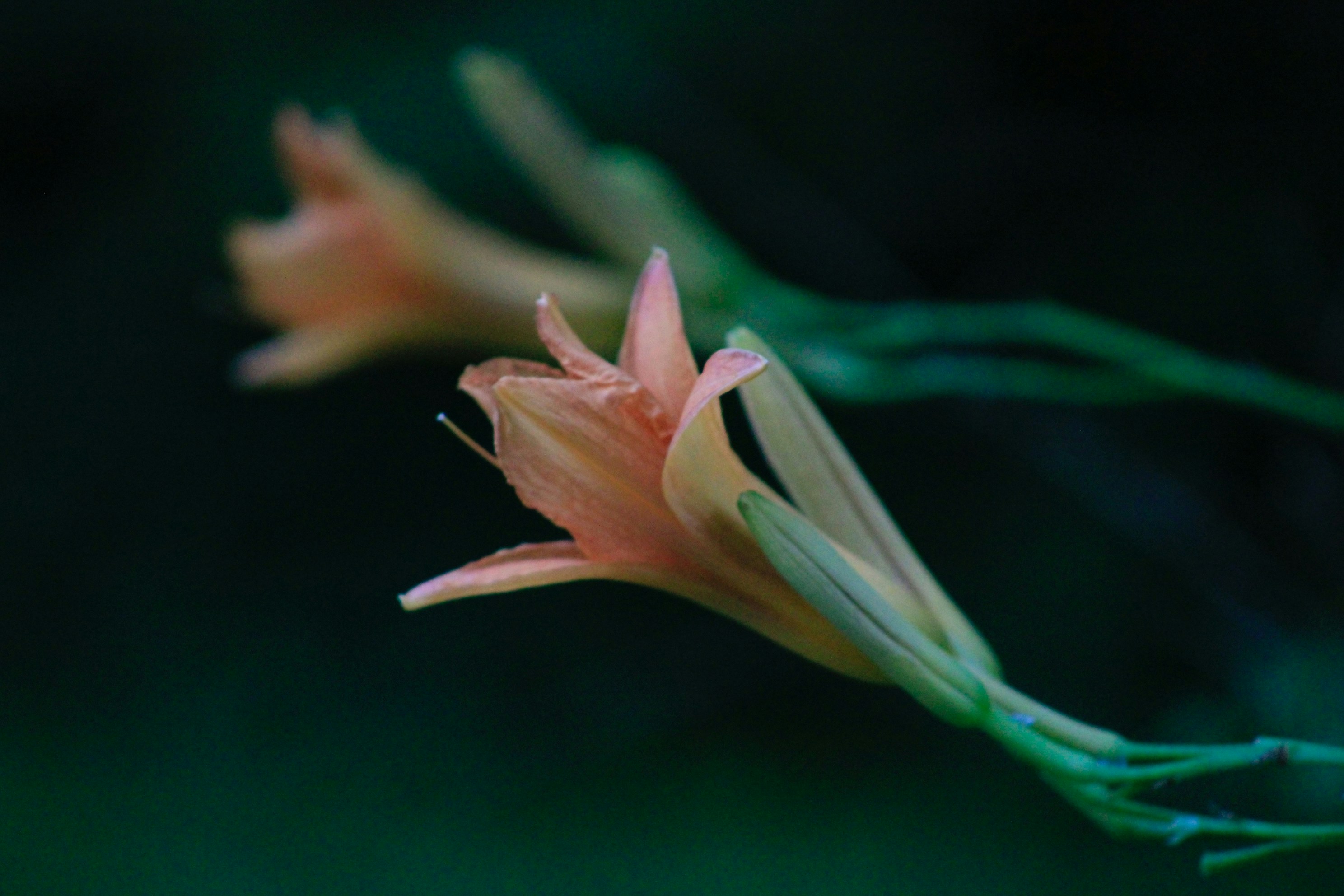 Photo by lisa_duqlaw