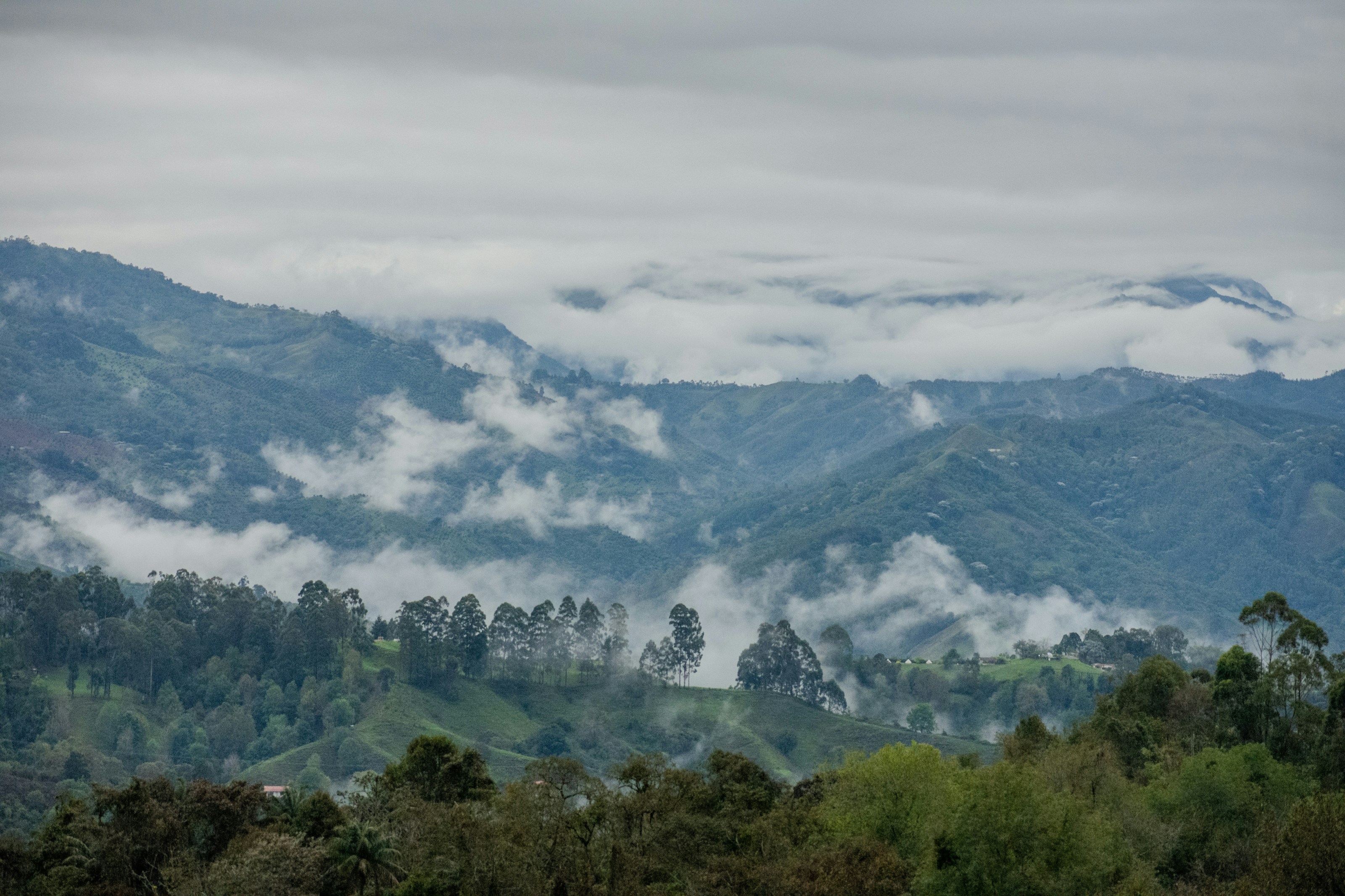 A herd of sheep grazing on top of a lush green hillside