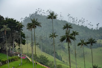 A lush green hillside with palm trees and people walking on it