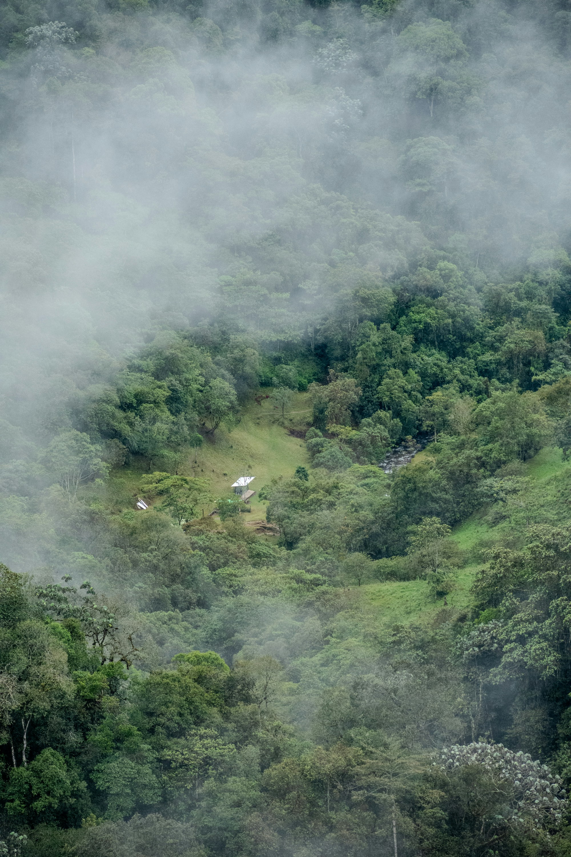 A lush green hillside covered in clouds and trees