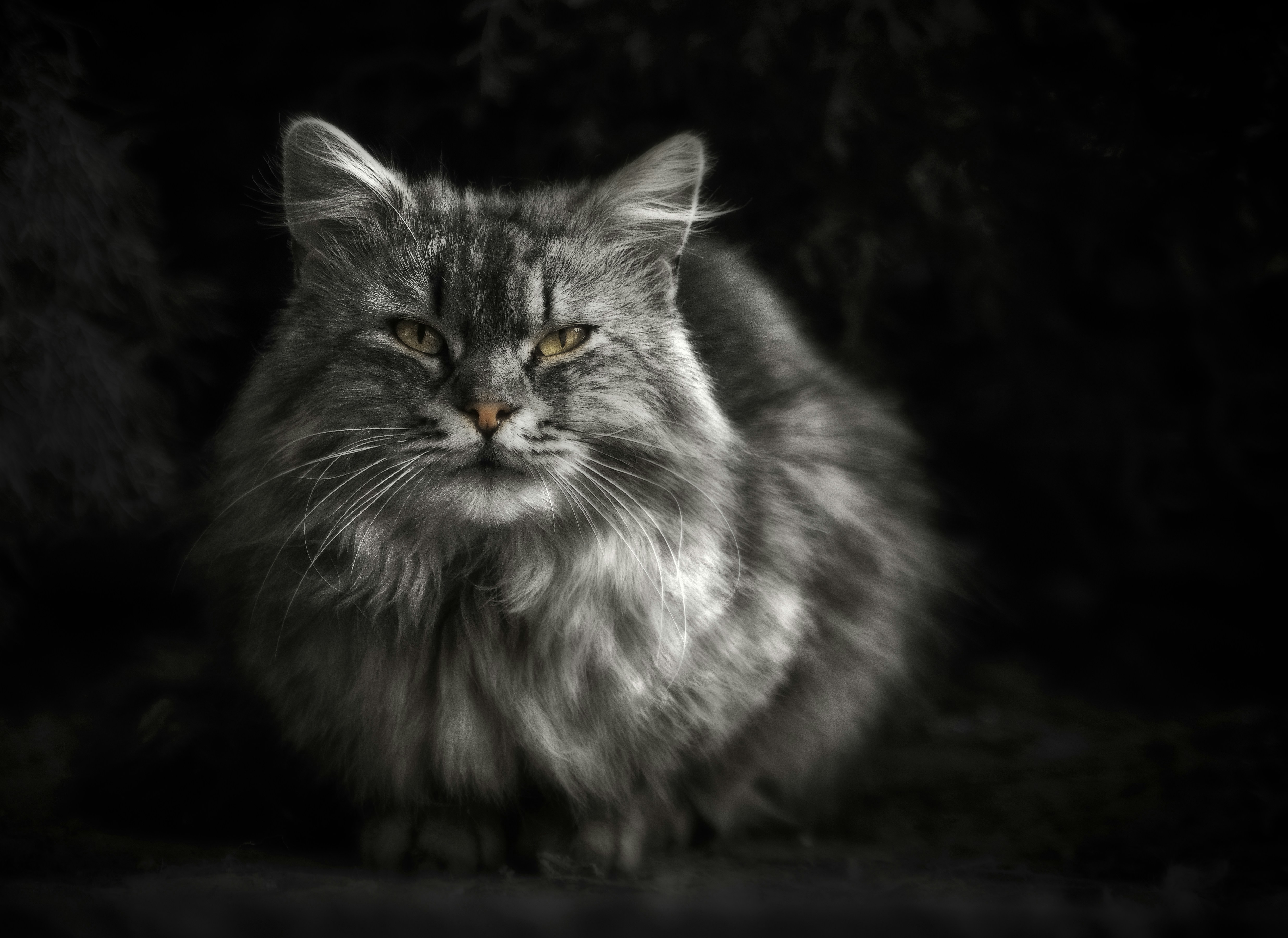 Un gatto a pelo lungo seduto al buio