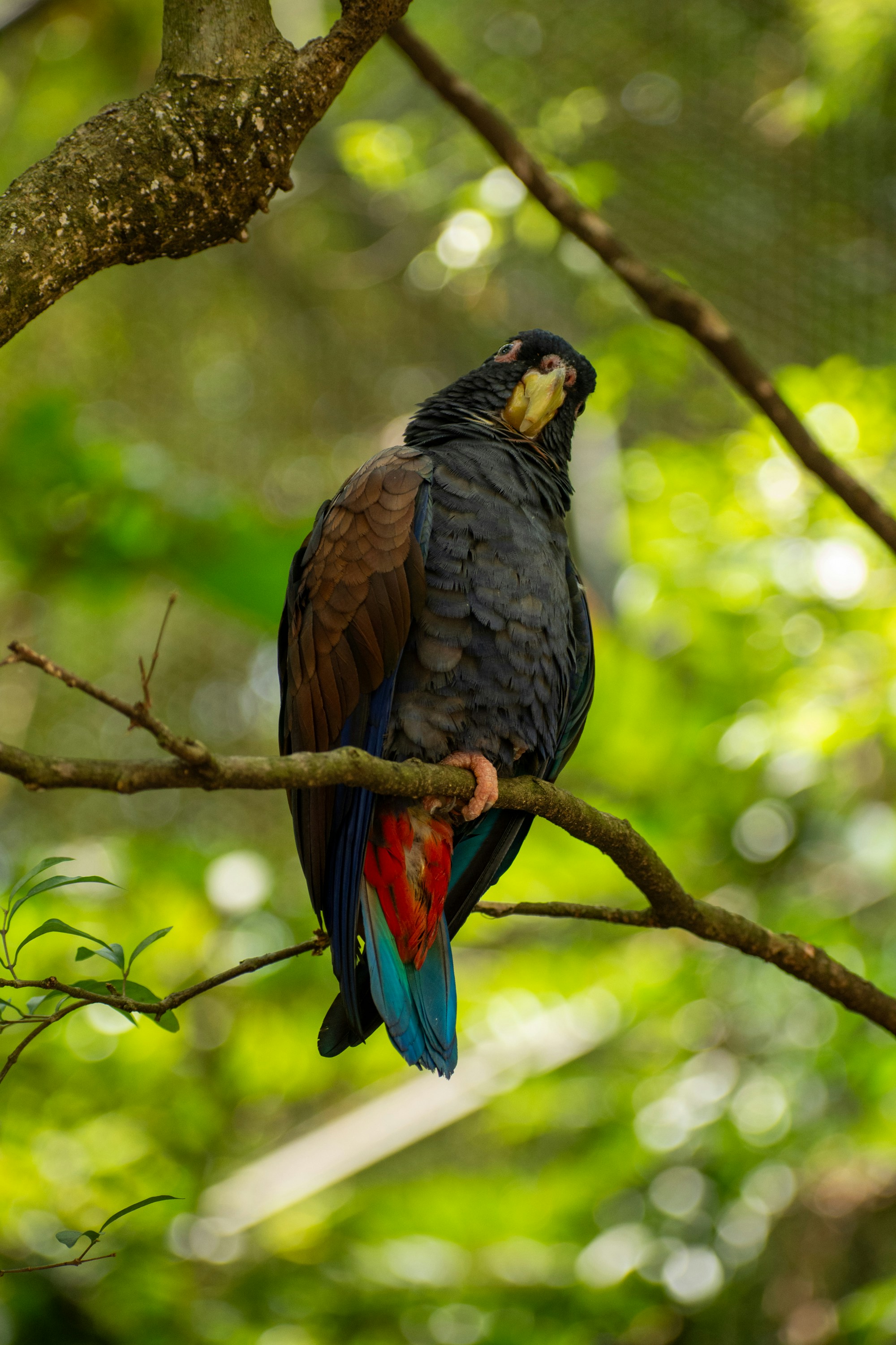 A colorful bird perched on a tree branch