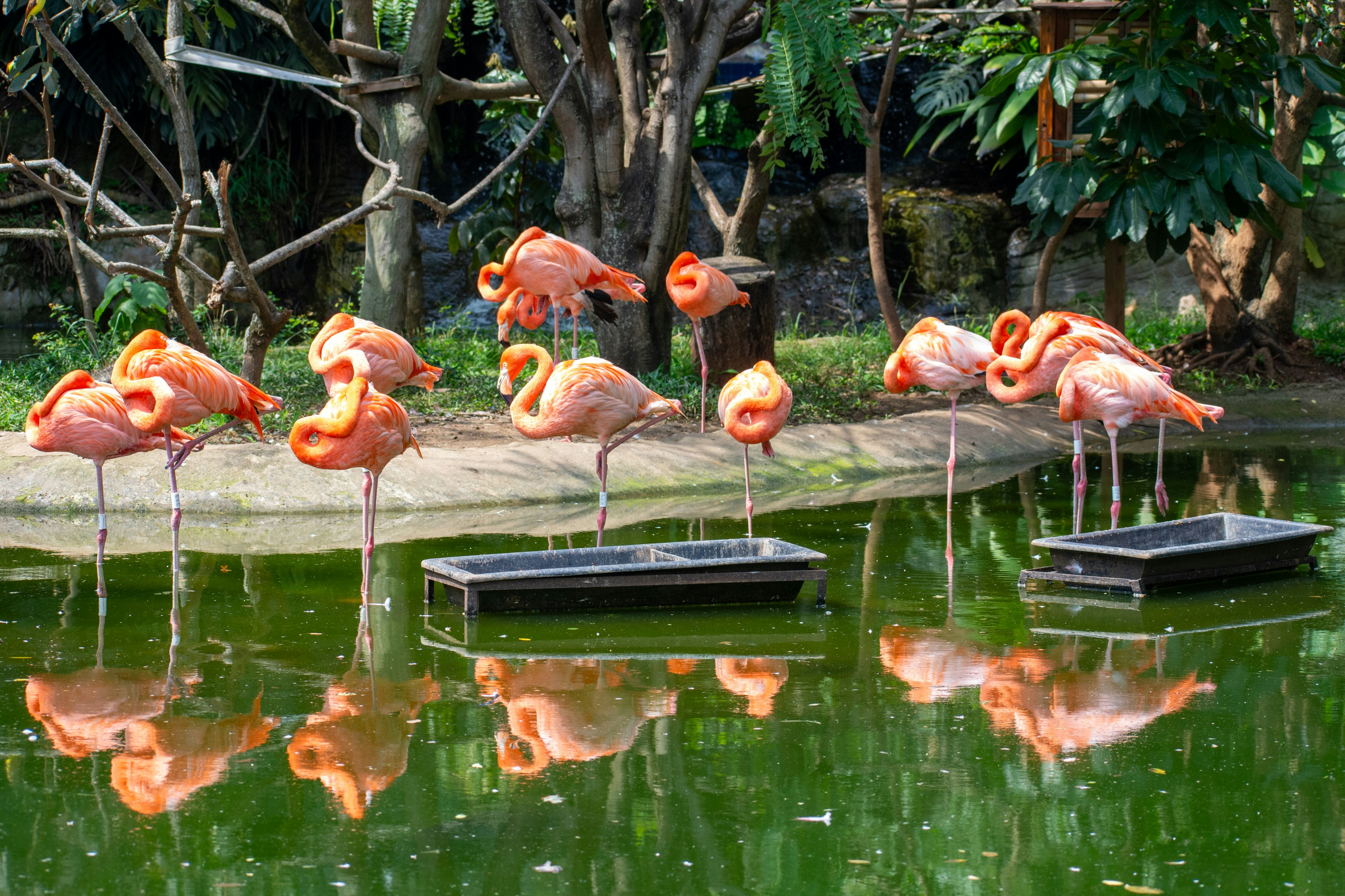 A flock of flamingos standing on top of a lush green field