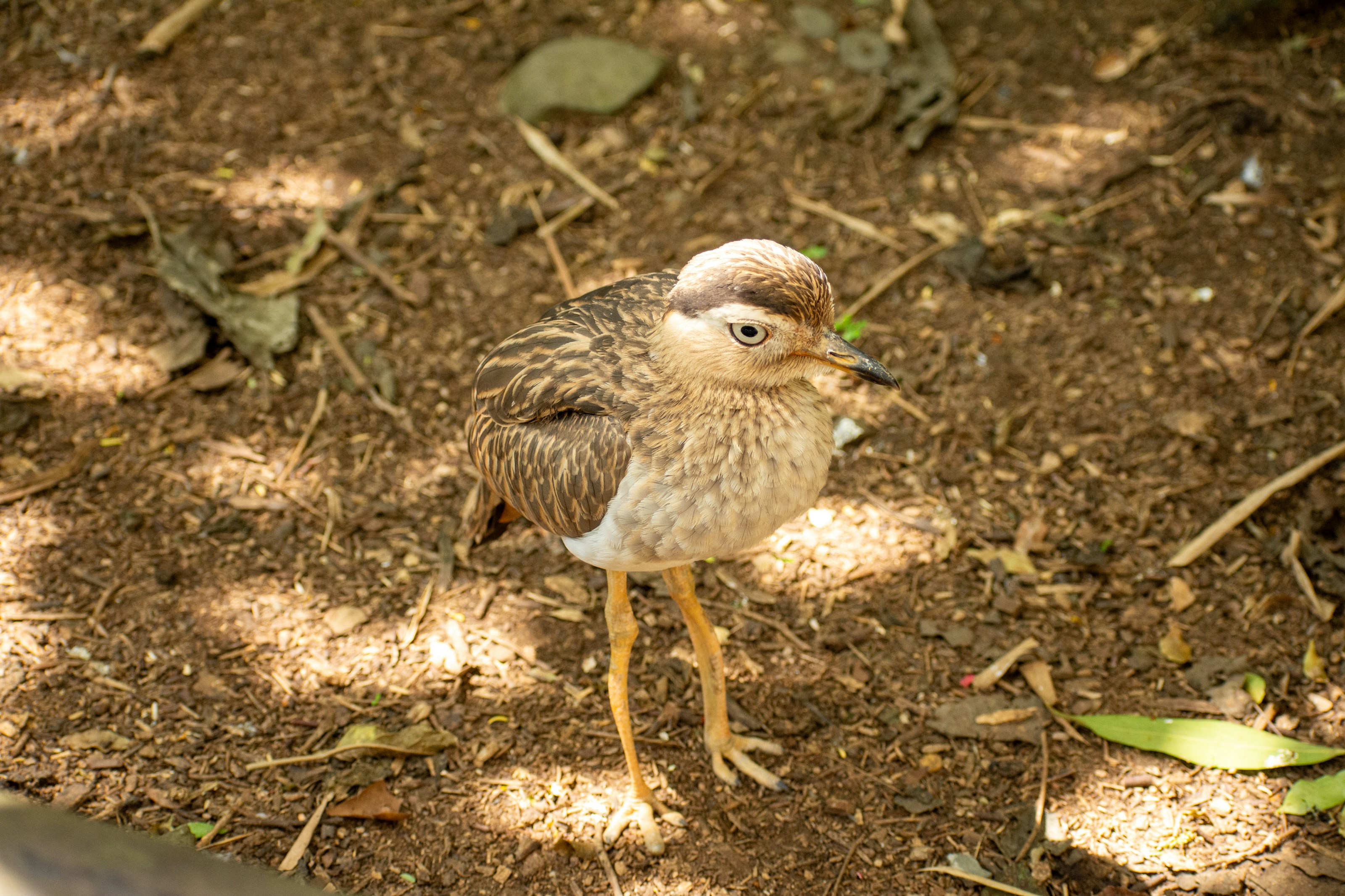 A small bird is standing on the ground