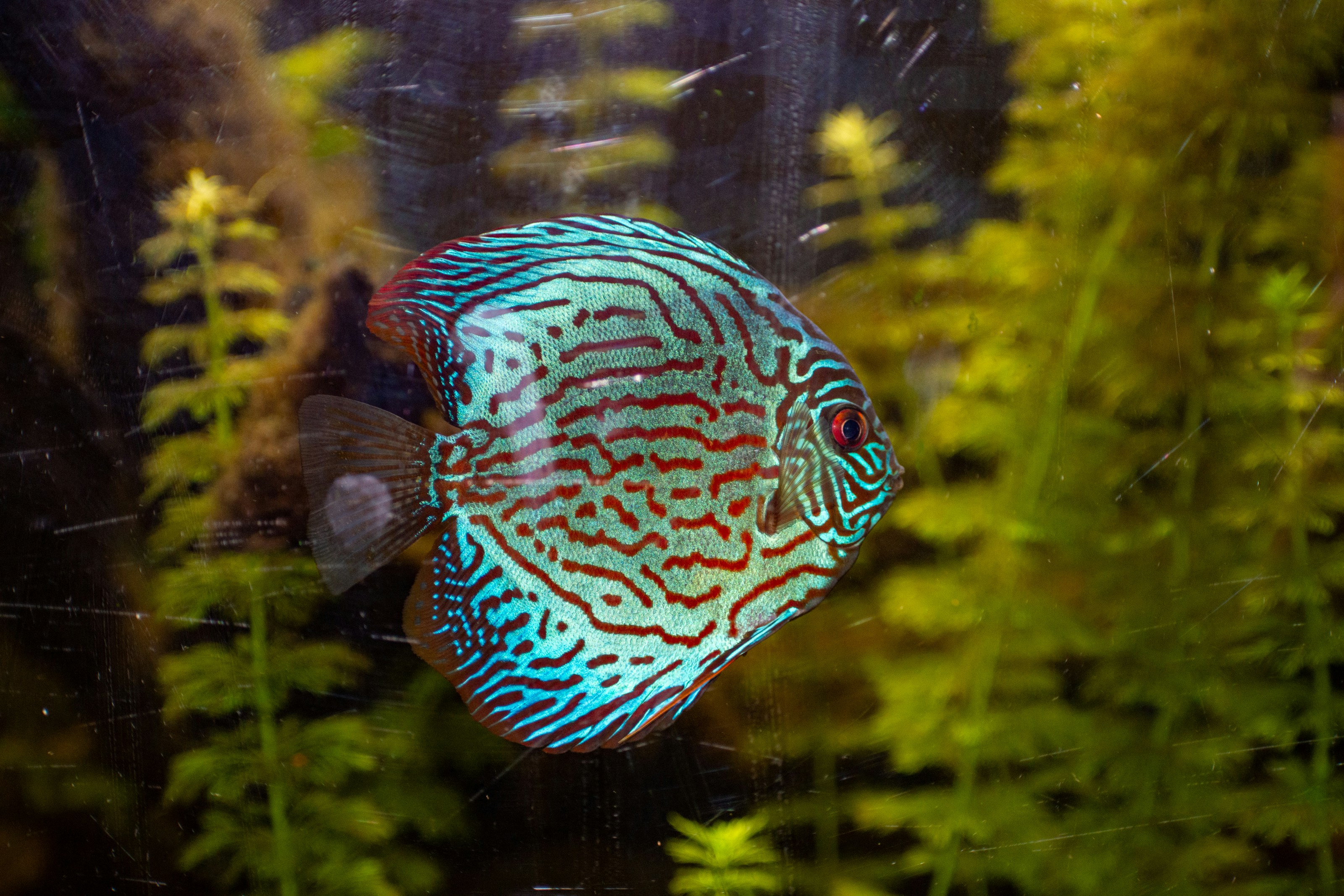 A fish that is swimming in some water