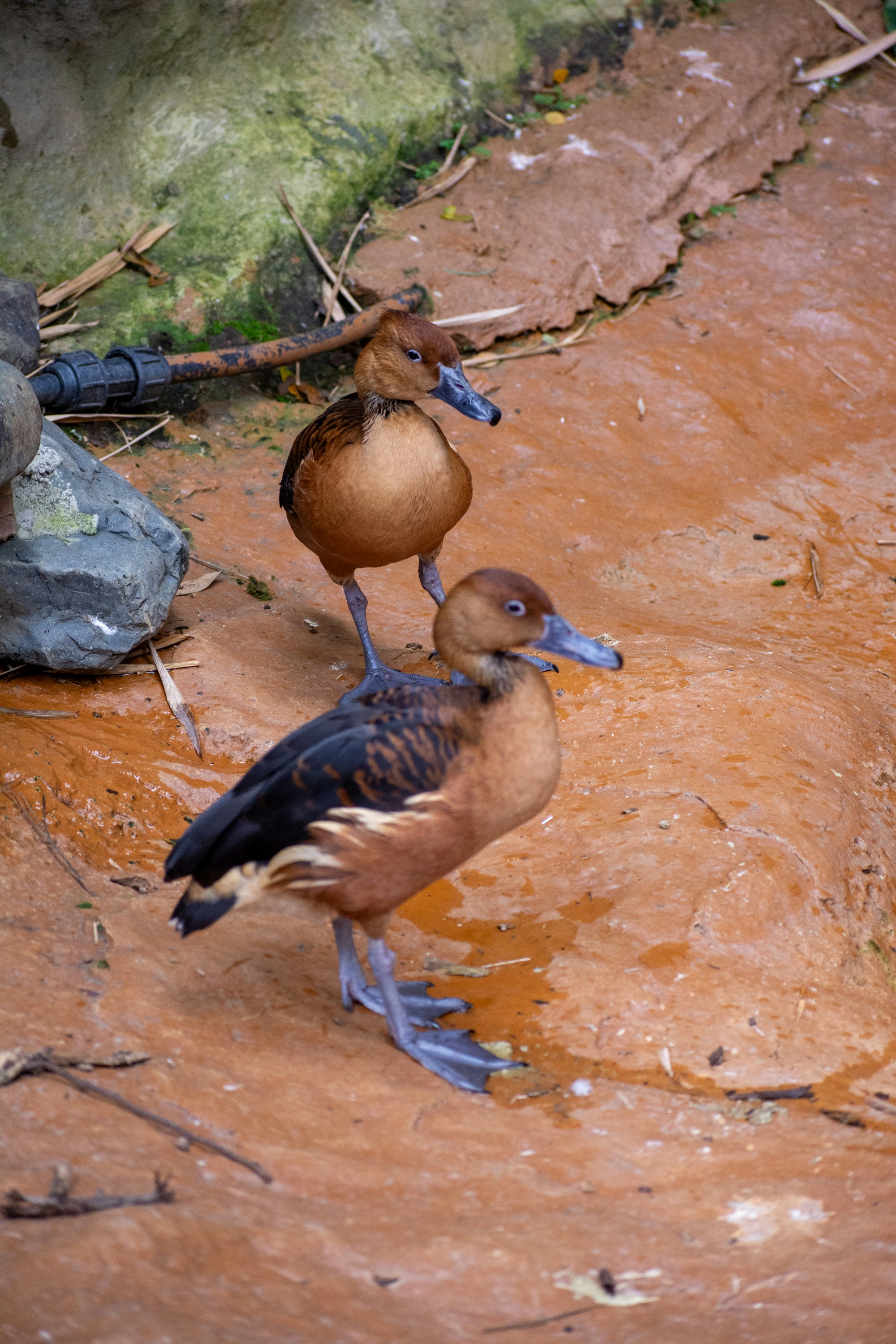 A couple of birds that are standing in the dirt