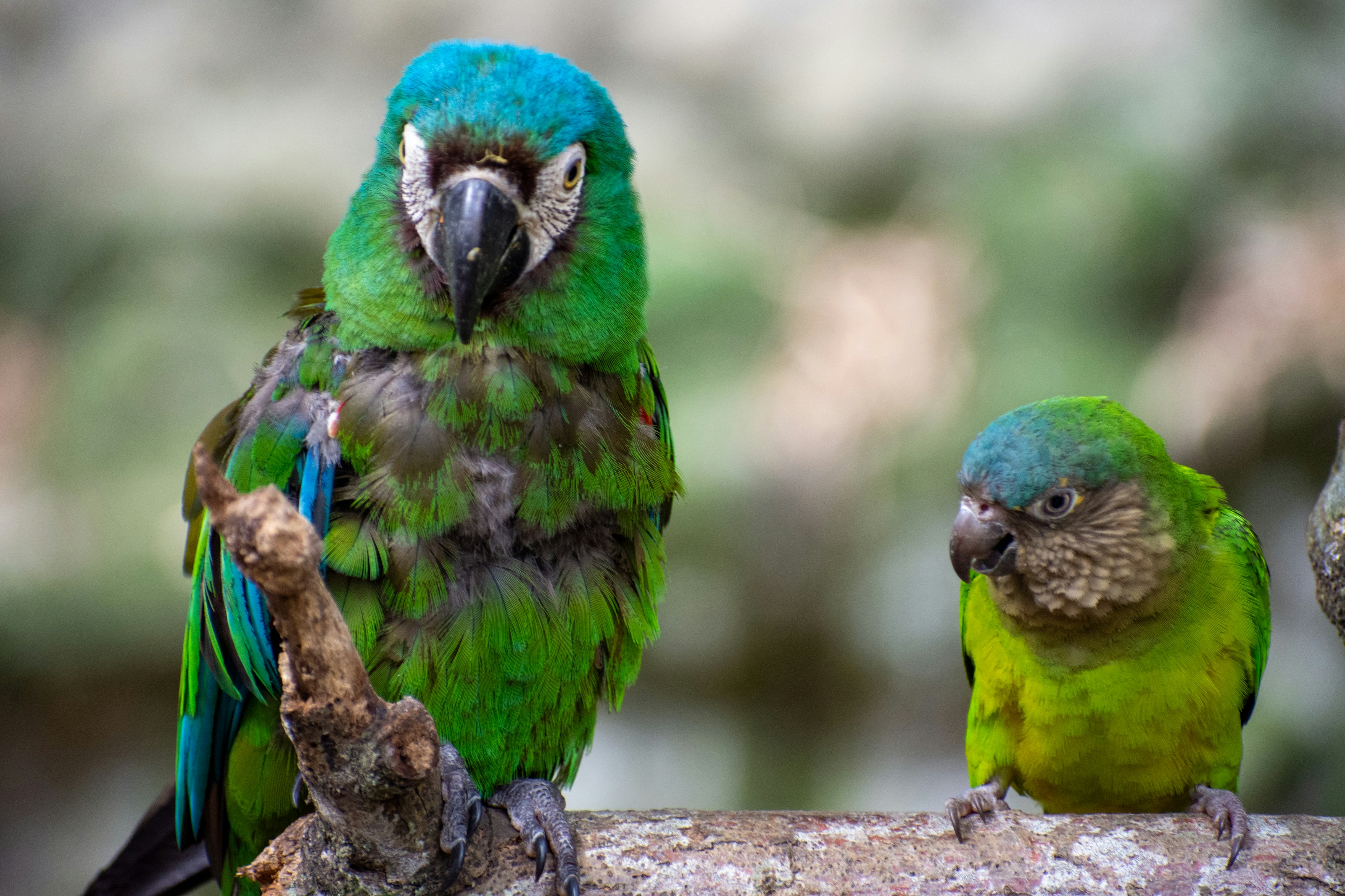 A couple of green birds sitting on top of a tree branch