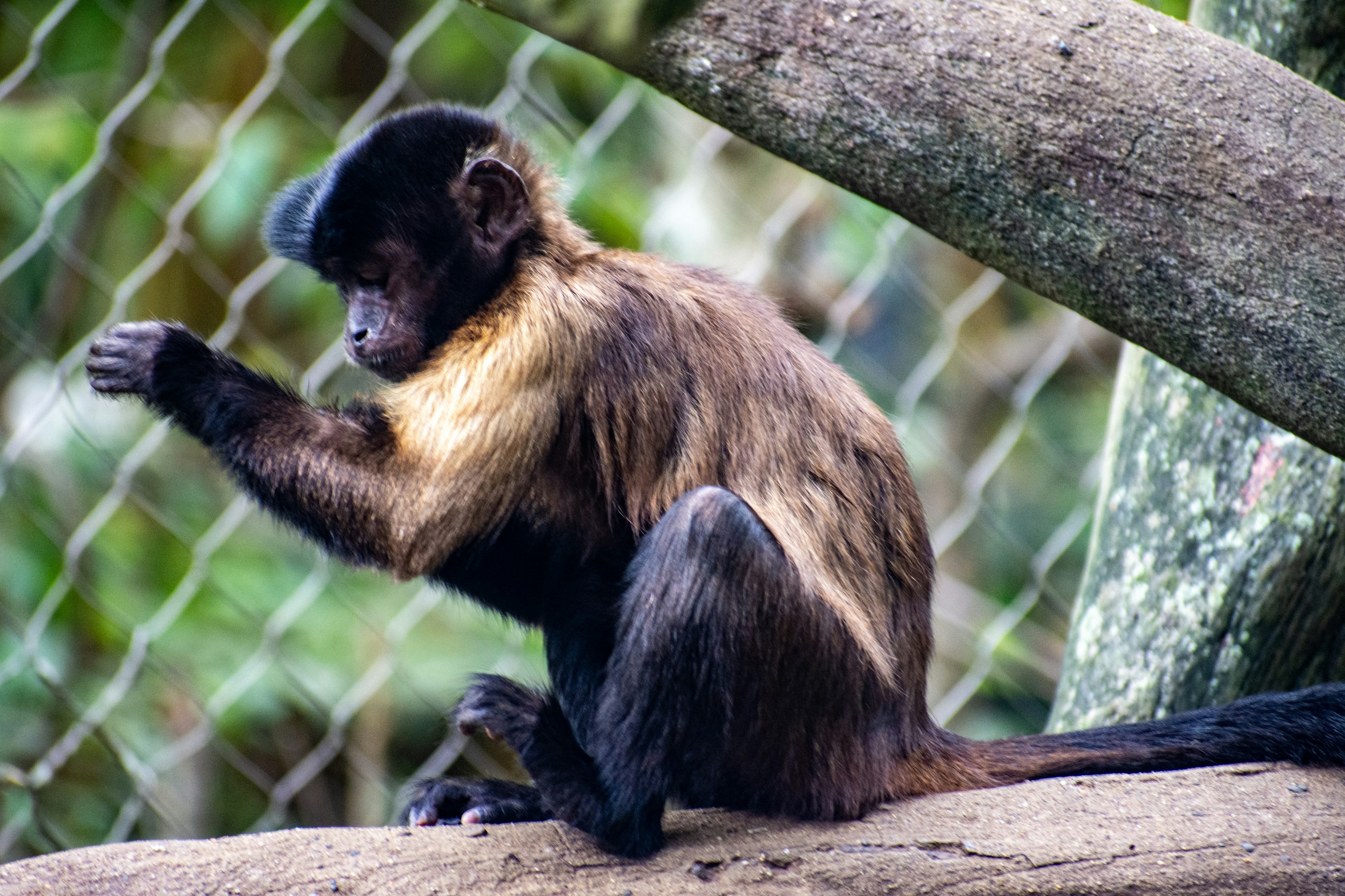 A monkey sitting on top of a tree branch