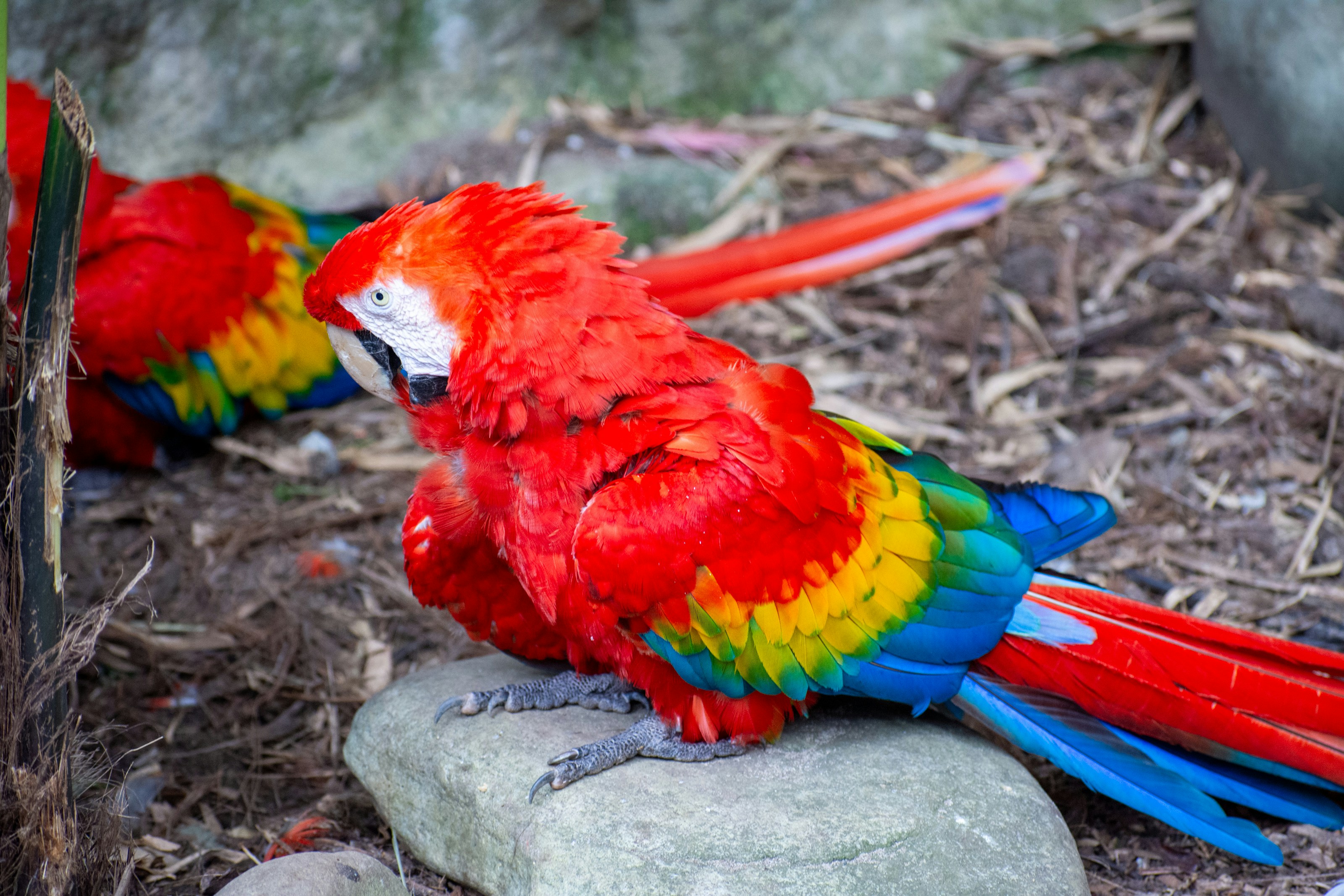 A couple of colorful birds sitting on top of a rock
