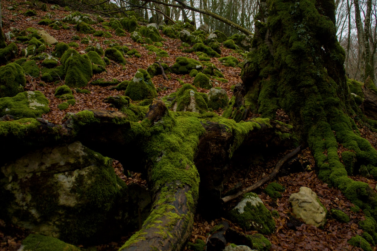 photo by Alessandro Chitarrini (@chitvs) on unsplash