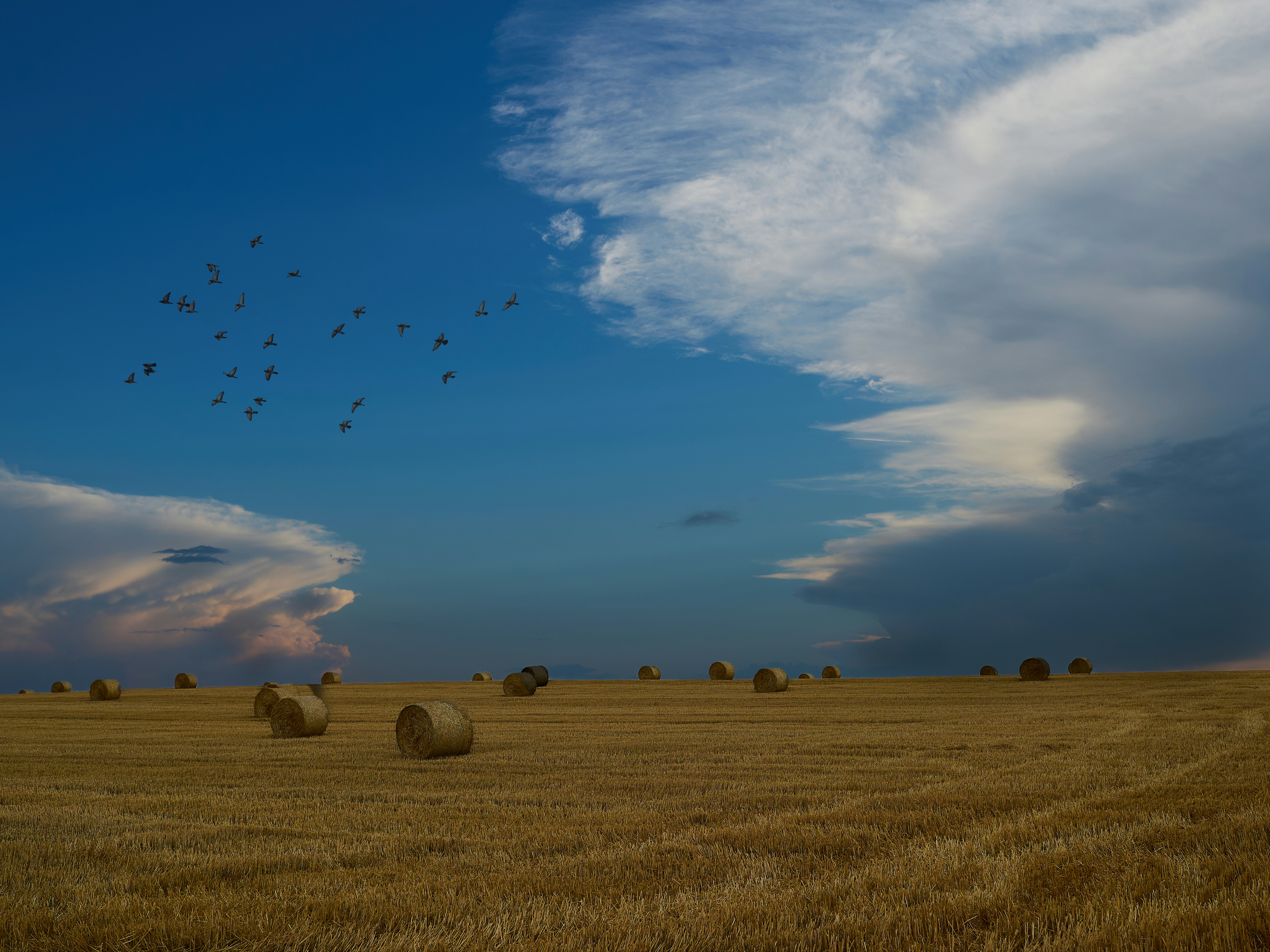 Migration Pattern Analysis Through AI (image credits: unsplash)