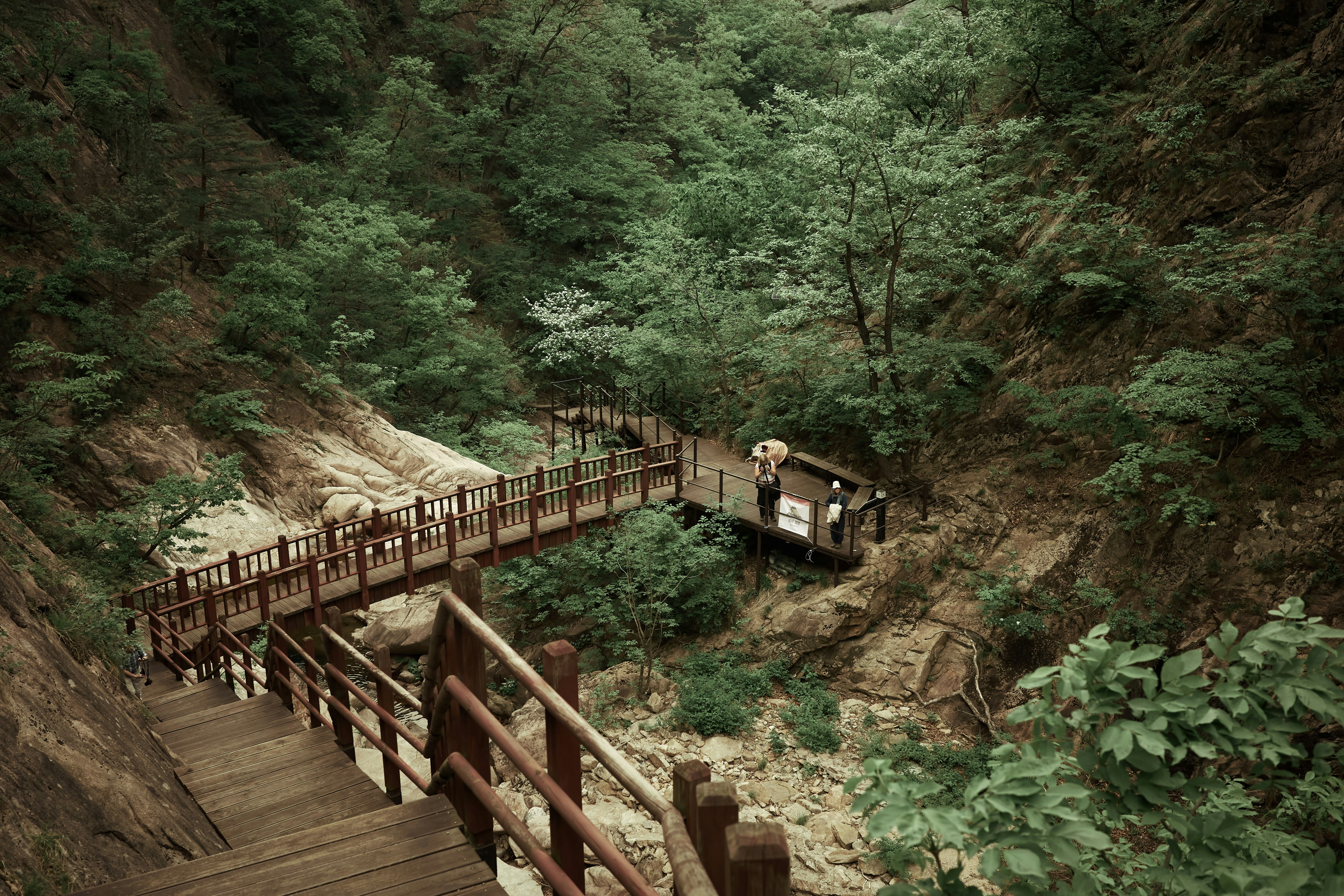 Un puente de madera en medio de un bosque