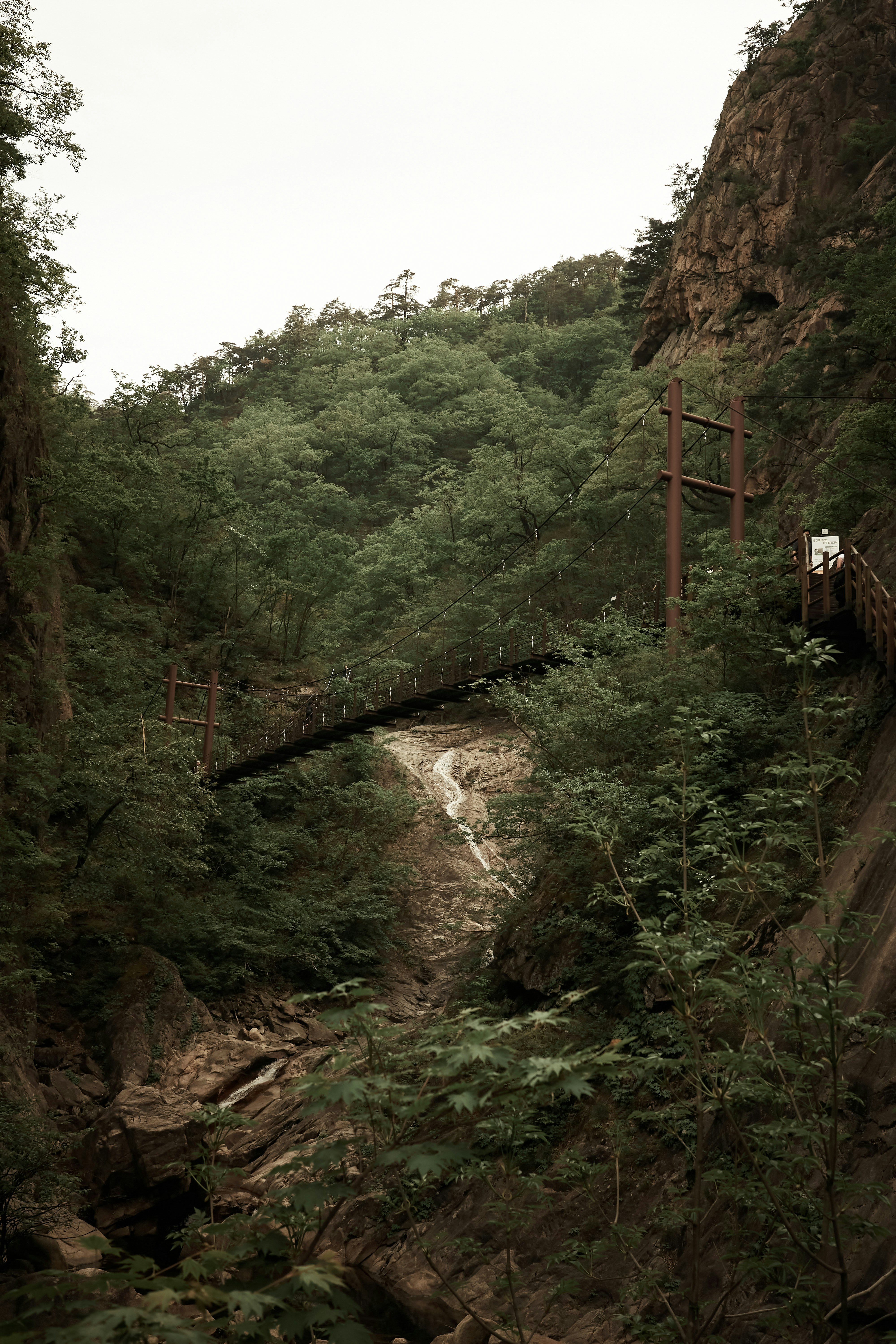 Un puente sobre un pequeño arroyo en un bosque
