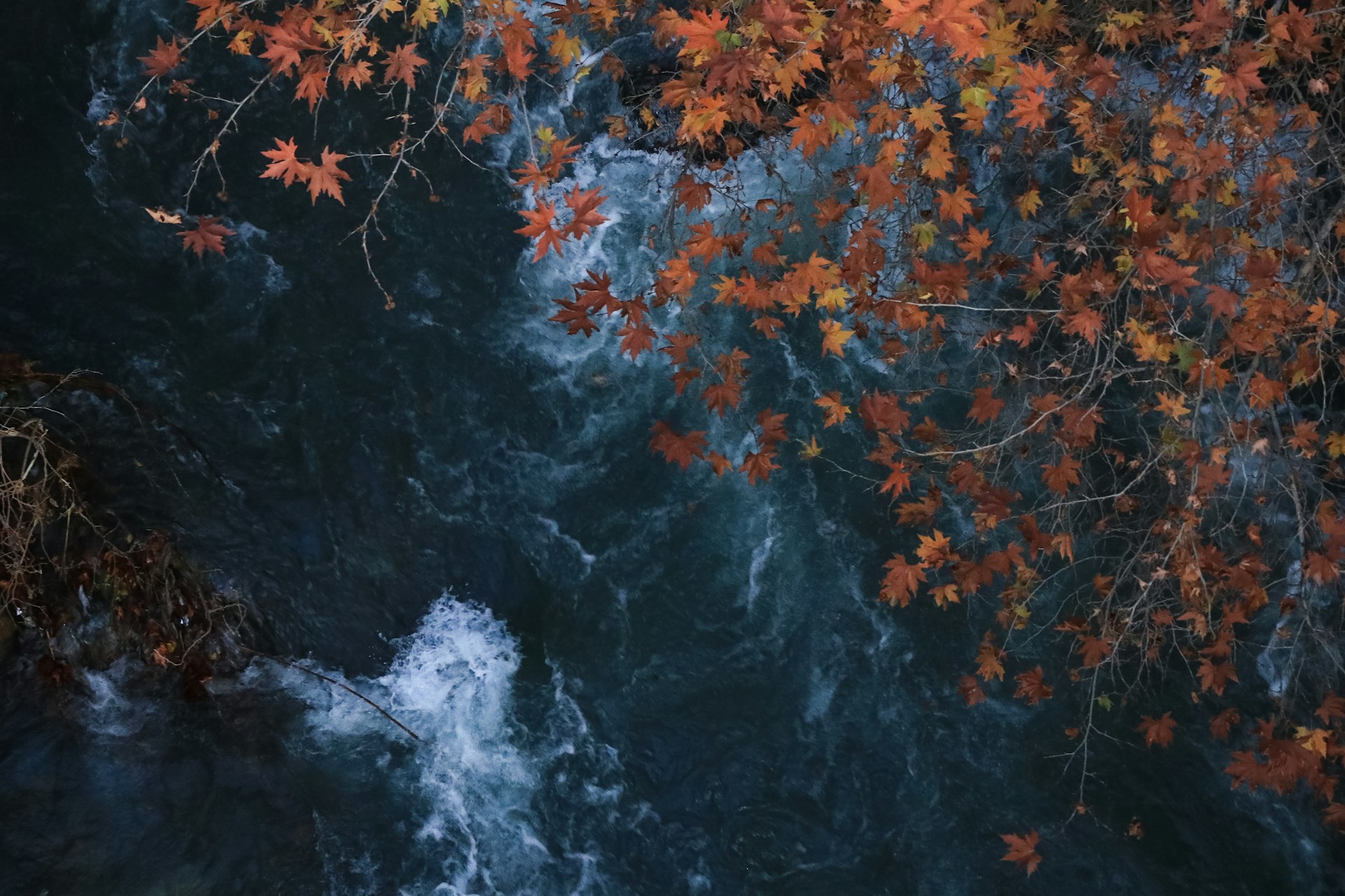An aerial view of a river surrounded by trees