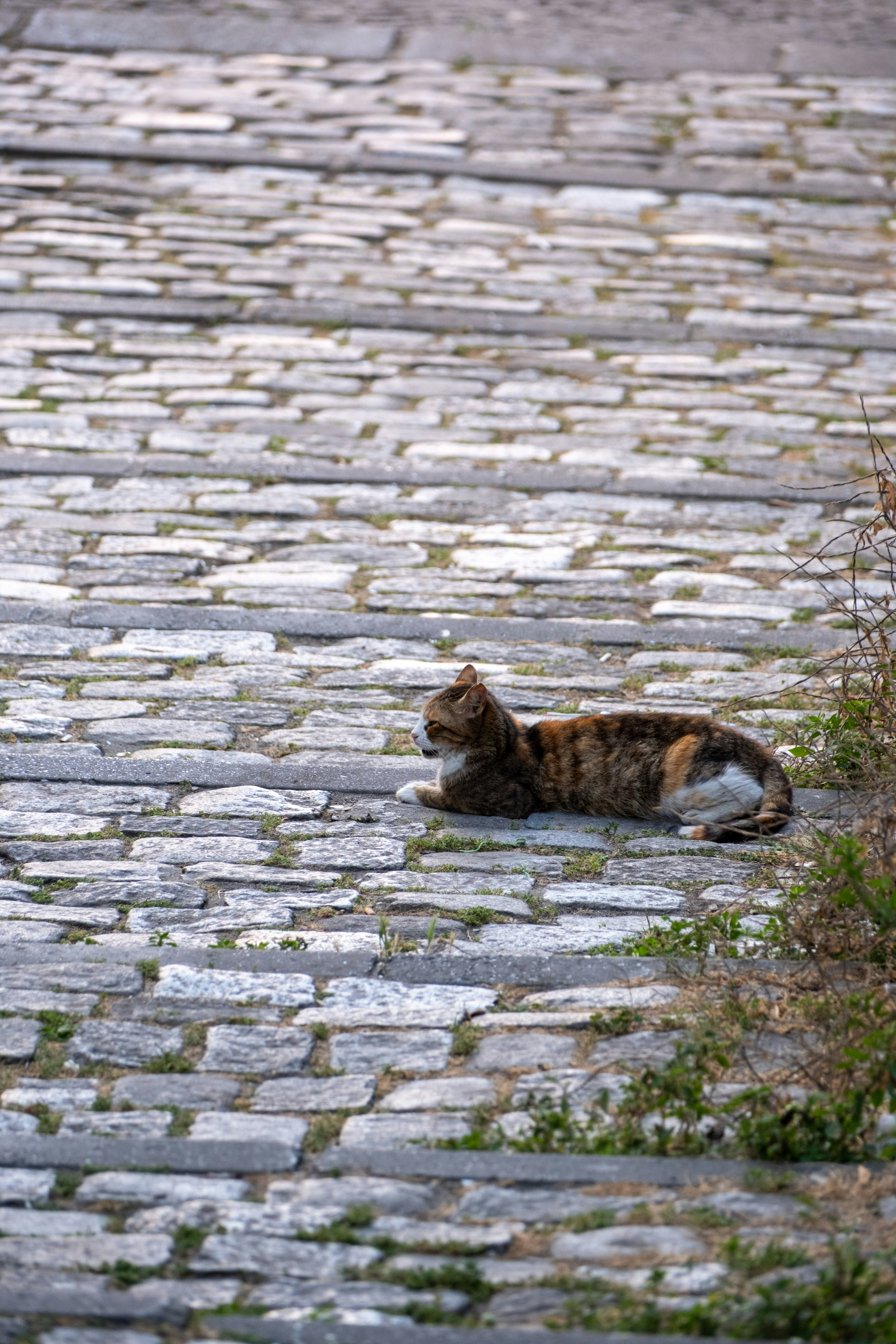 A cat is sitting on a cobblestone road
