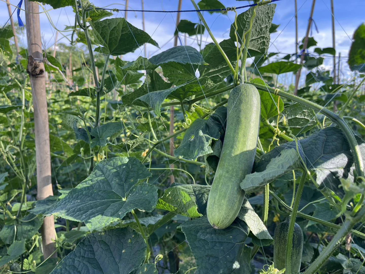 Growing Cucumber Kheera at Home India Pot Terrace