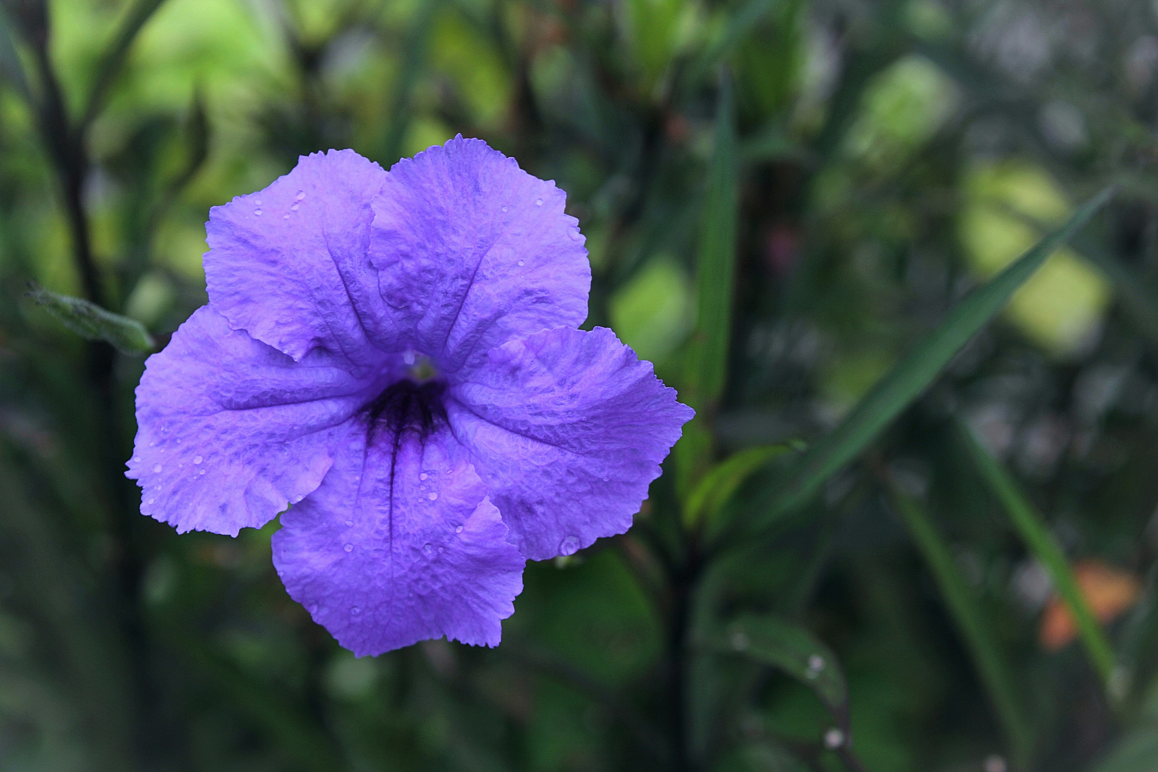 Photo by wanasanan_phonnuan