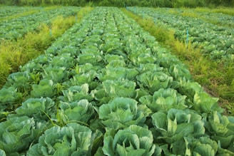 A large field full of green lettuce plants