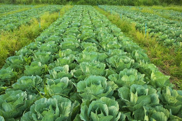 A large field full of green lettuce plants