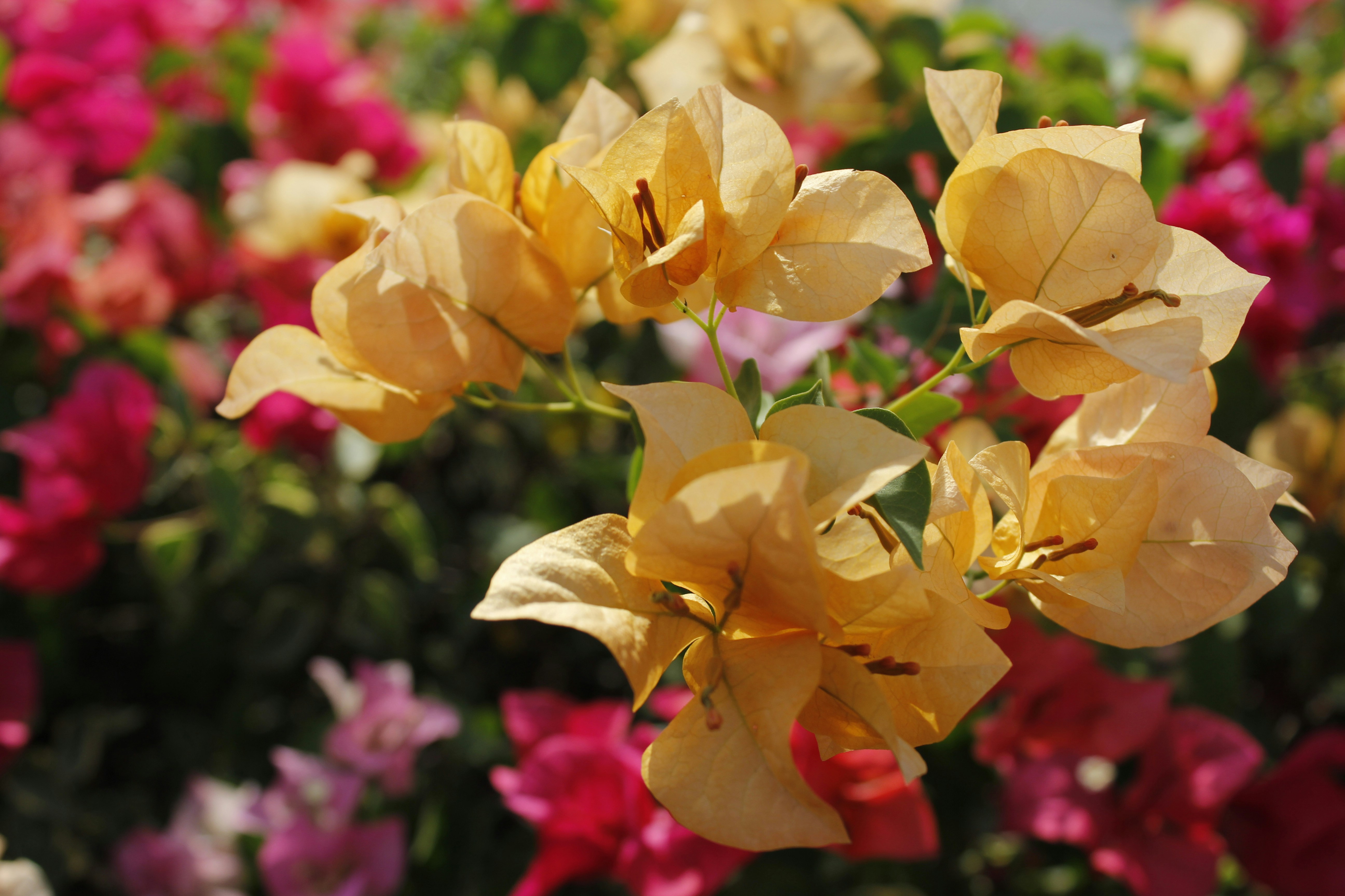 A bunch of yellow and pink flowers in a garden