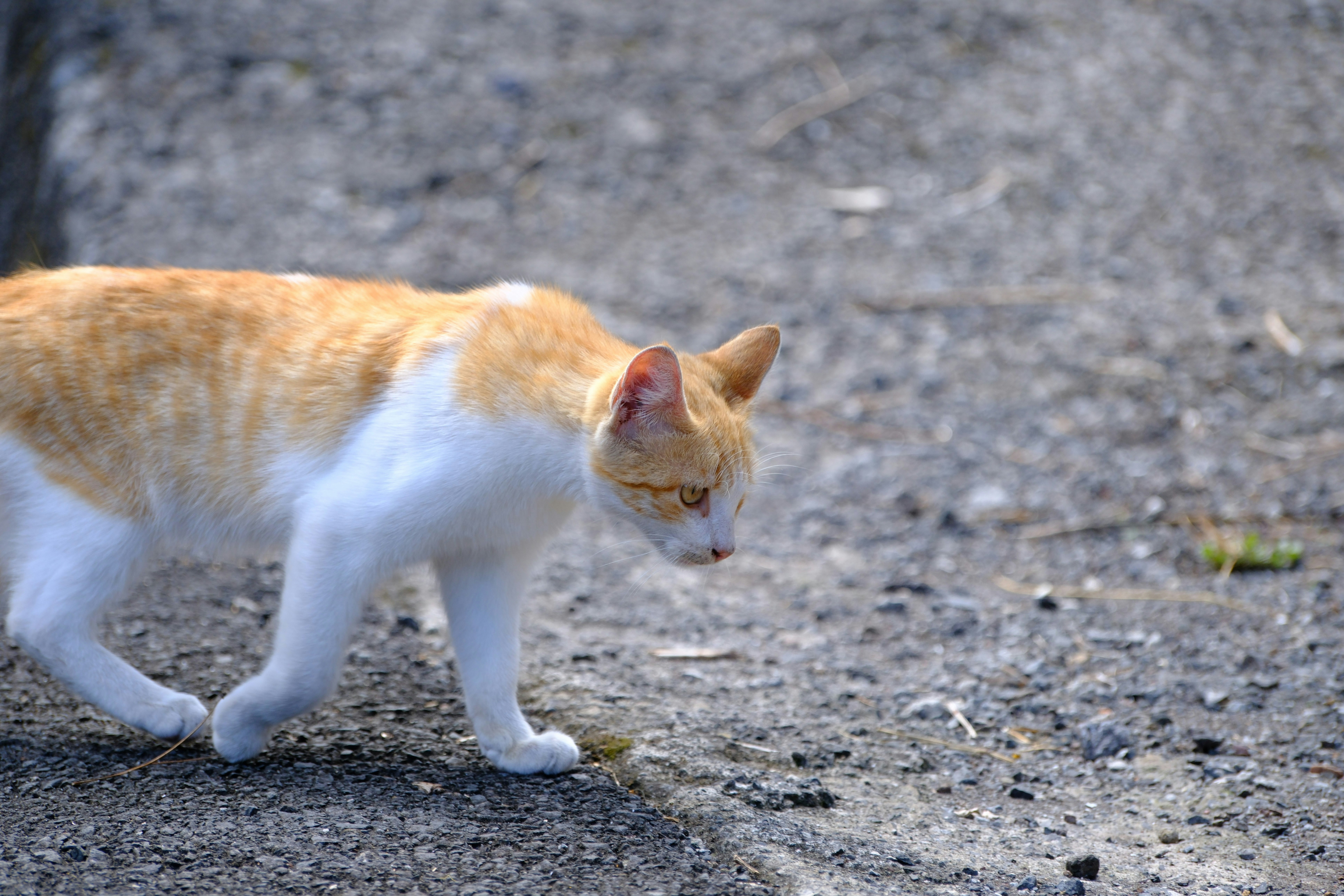 Which Island Cat Would You Love to Meet? (image credits: unsplash)