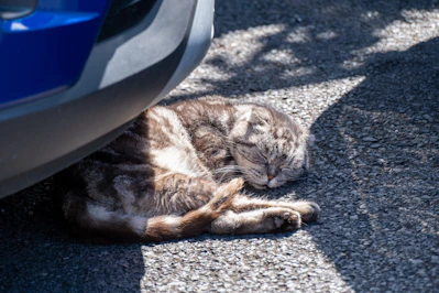 A cat laying on the ground next to a car