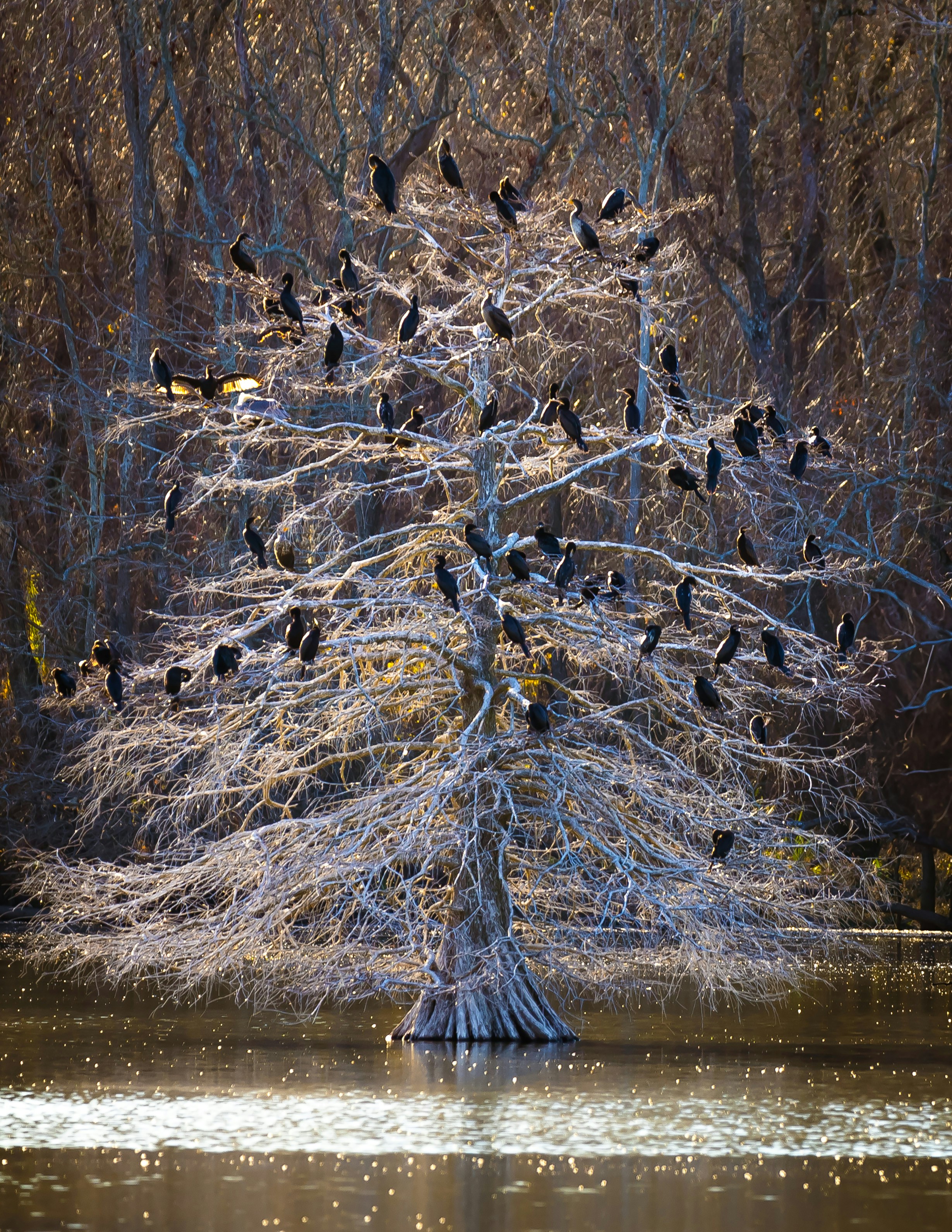 A flock of birds sitting on top of a tree in a lake photo – Free Forest ...