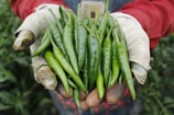 A person holding a bunch of green beans in their hands