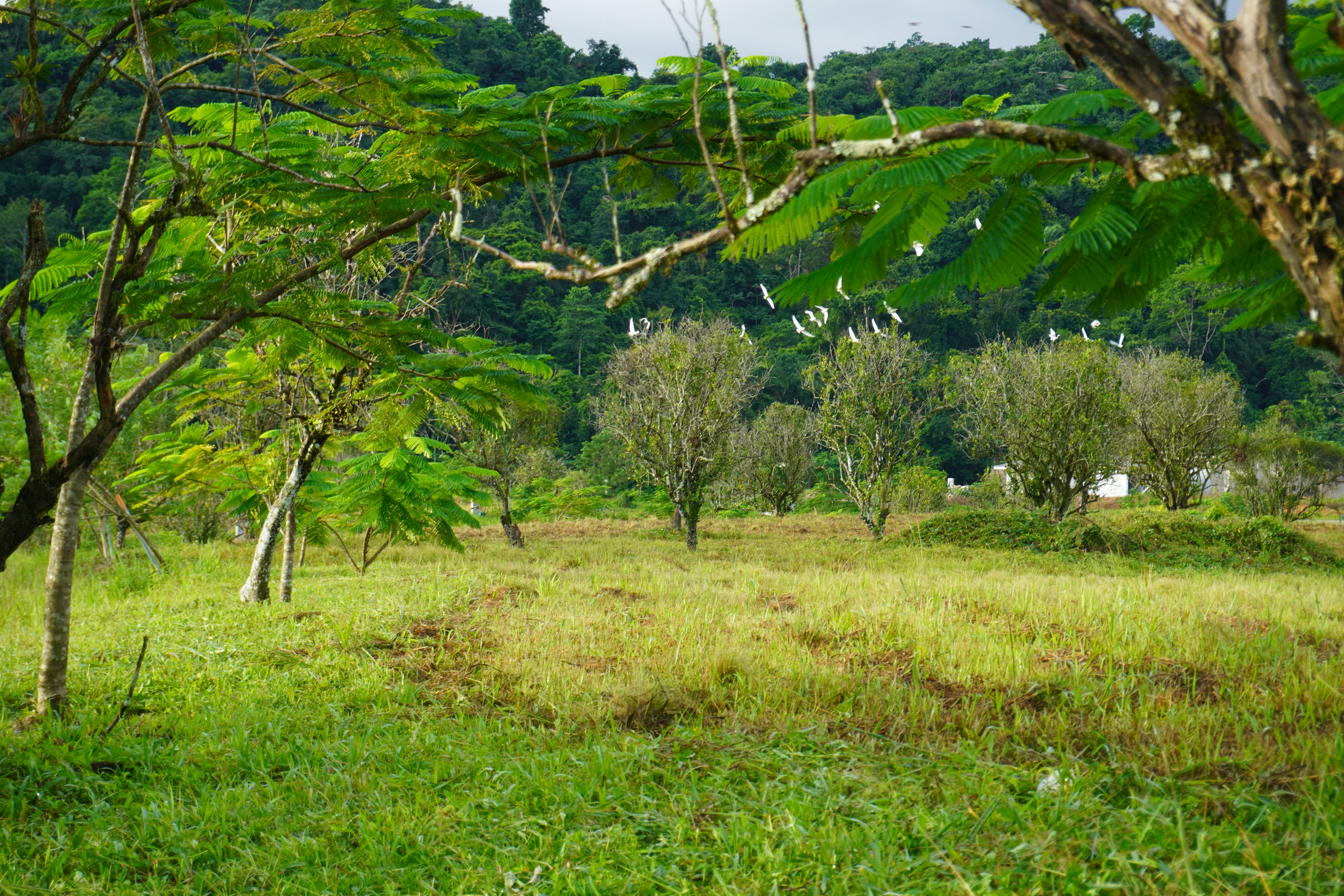 Forest department officials along with local community members working together to install a solar fence around a village border.