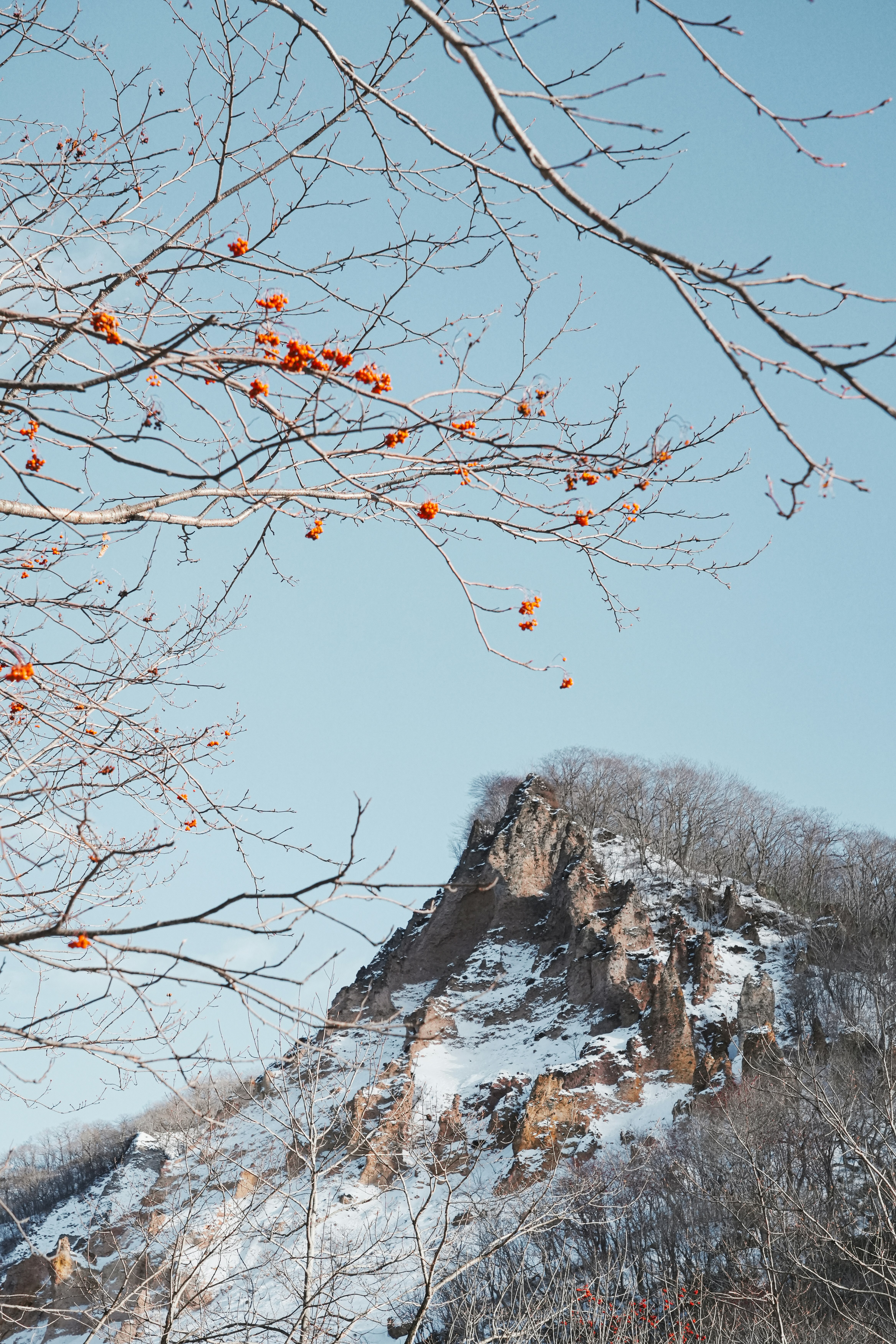A mountain covered in snow next to a tree