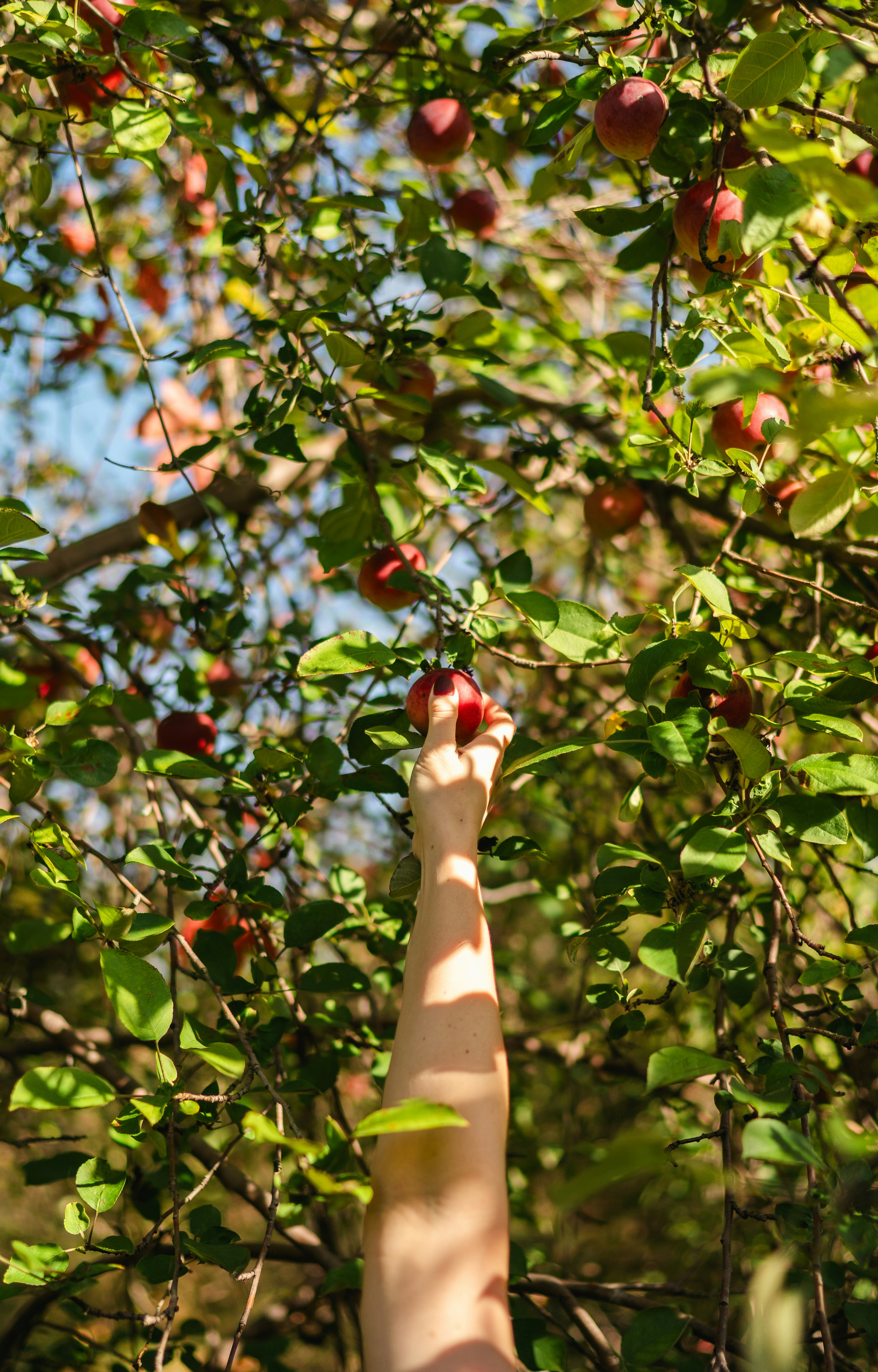 Apple picking harvest for autumn cider cocktail recipes