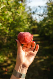 A hand holding an apple in front of a forest