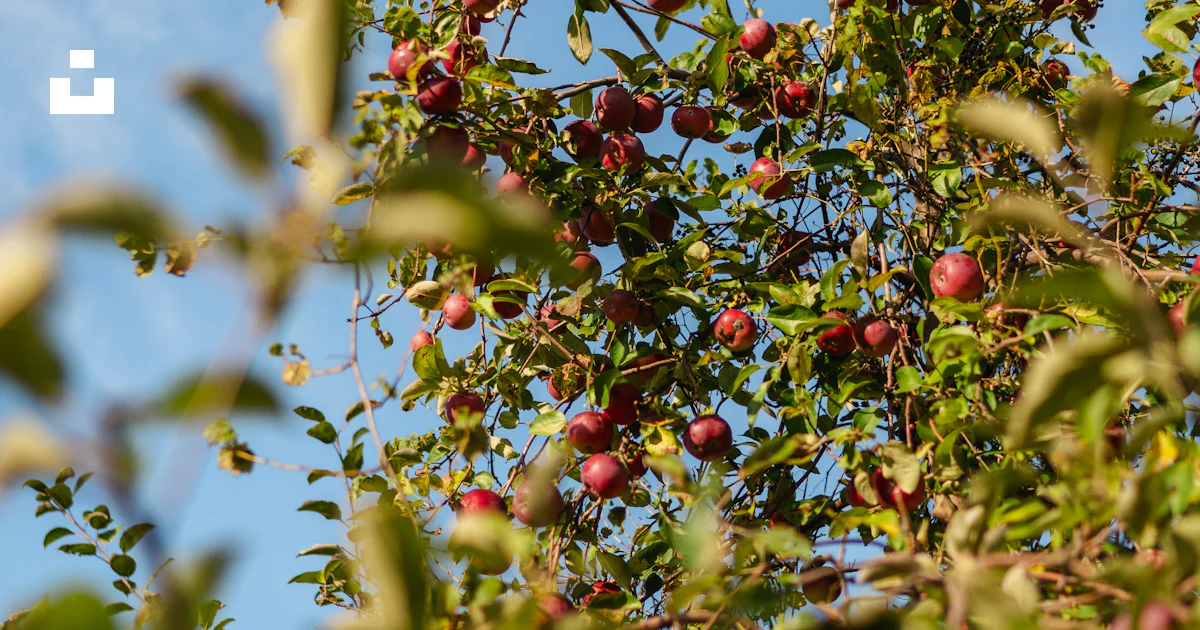 A tree filled with lots of ripe fruit photo – Free Trees Image on Unsplash