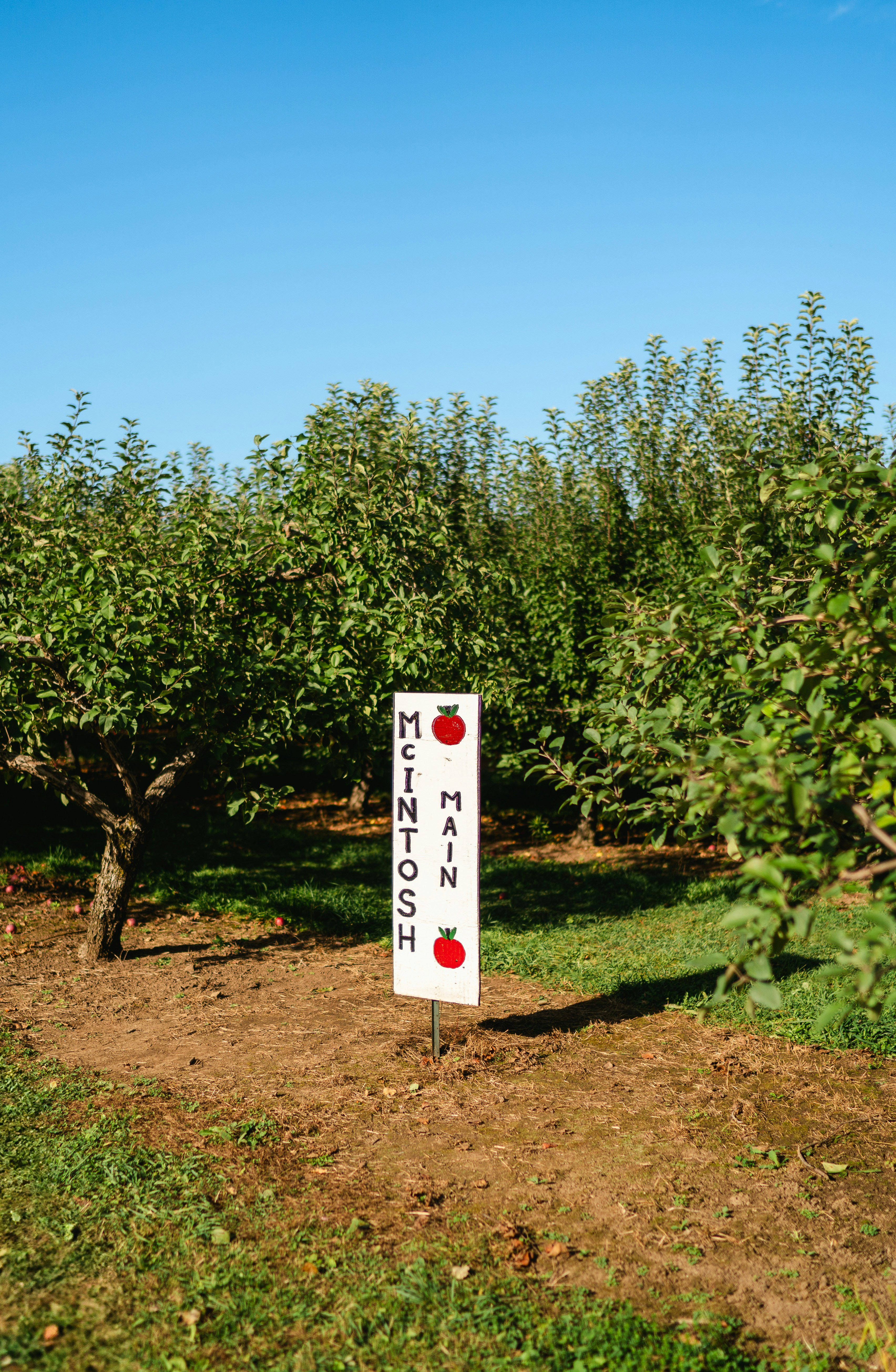 Yamanashi and Fukuoka fruit orchard