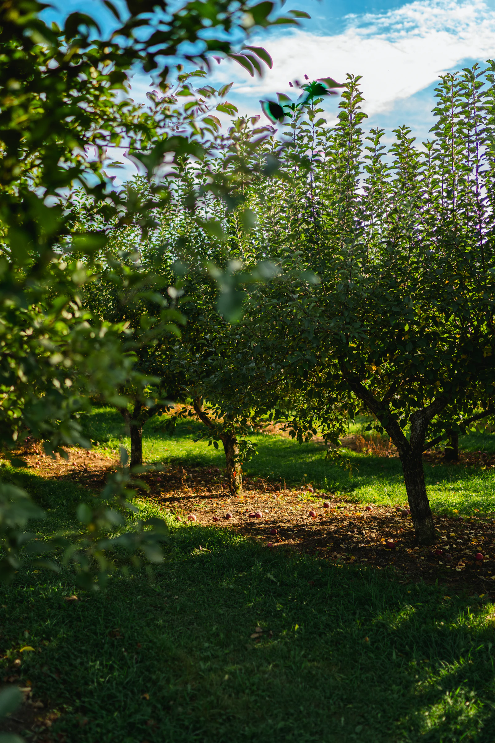 Row of trees in an orchard