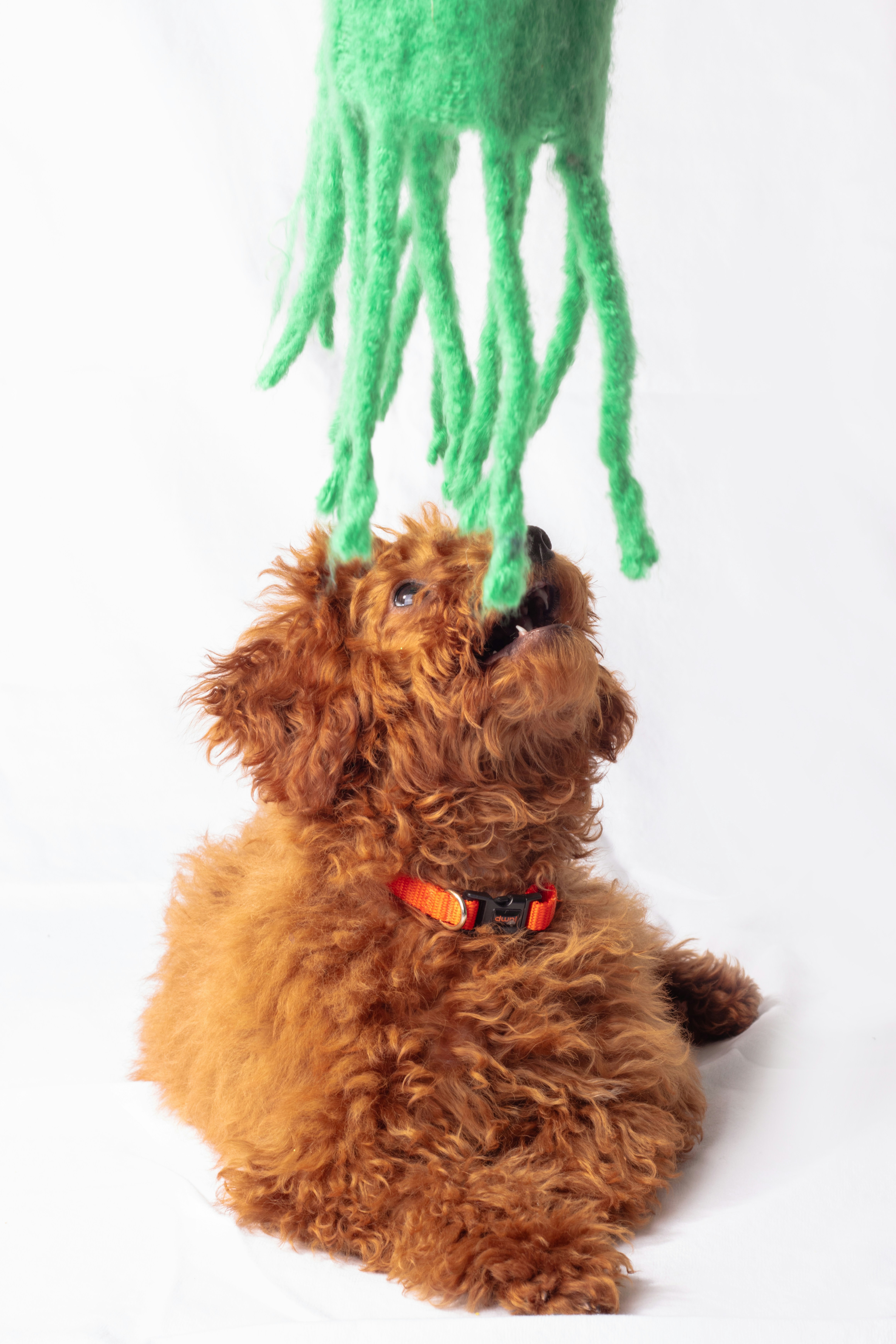 A brown dog sitting next to a green object
