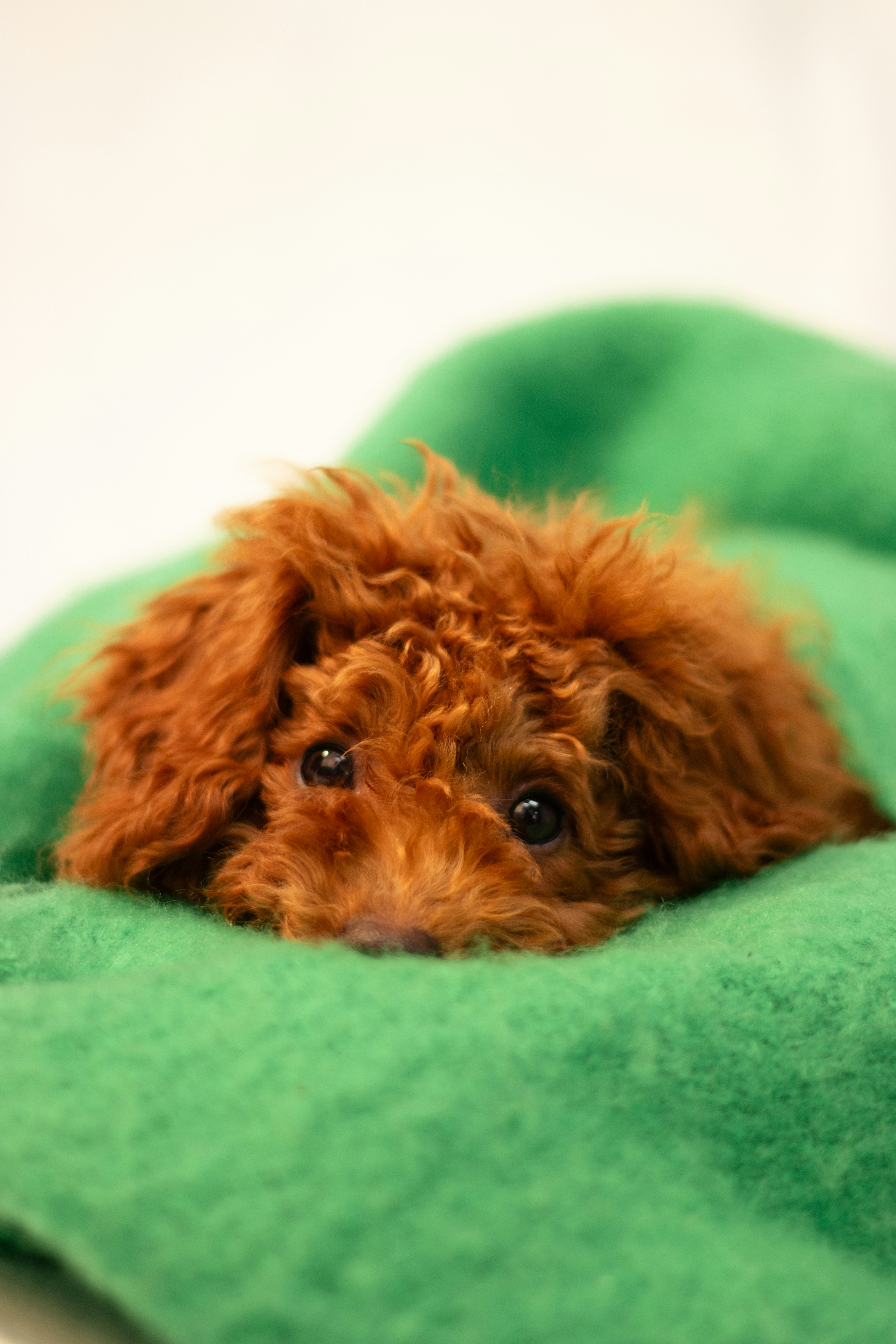 A small brown dog laying on top of a green blanket