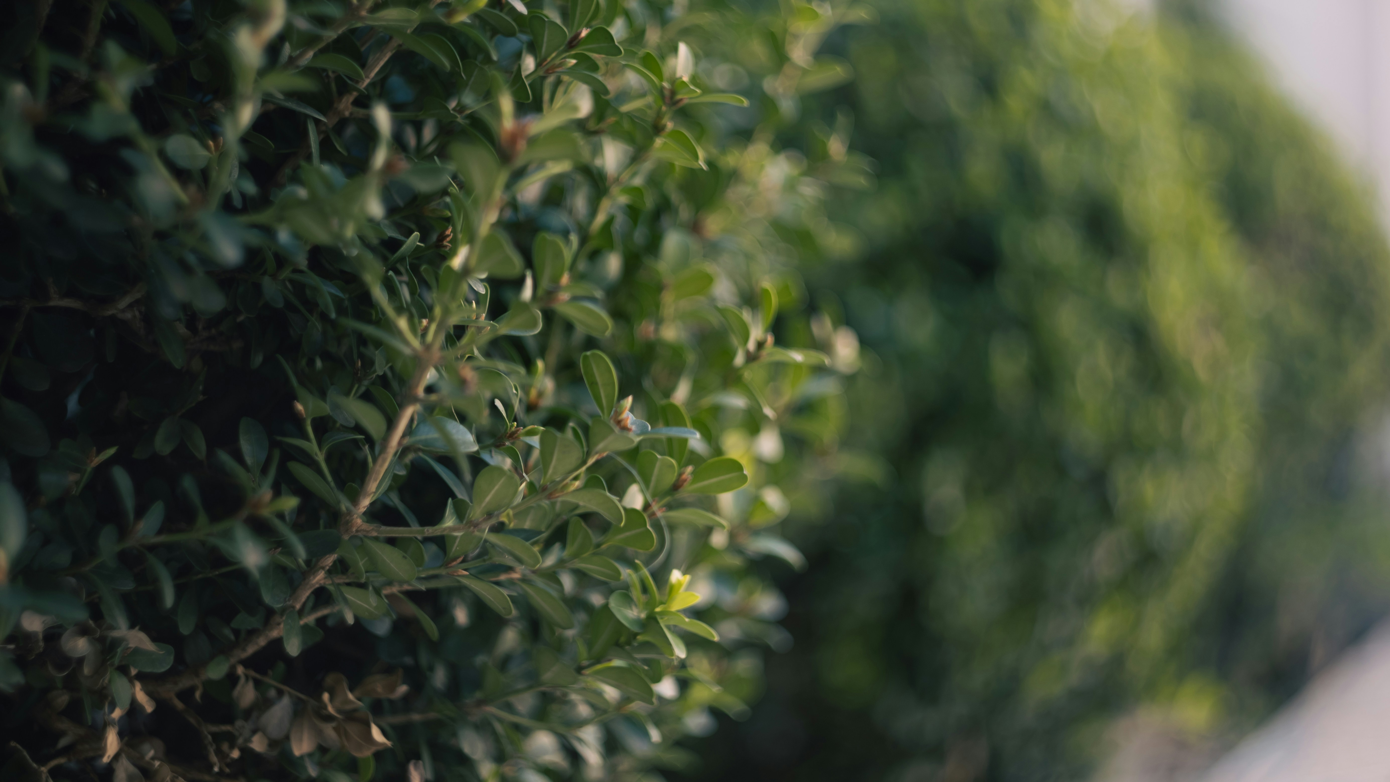 Photo by lucasdalamartaphoto