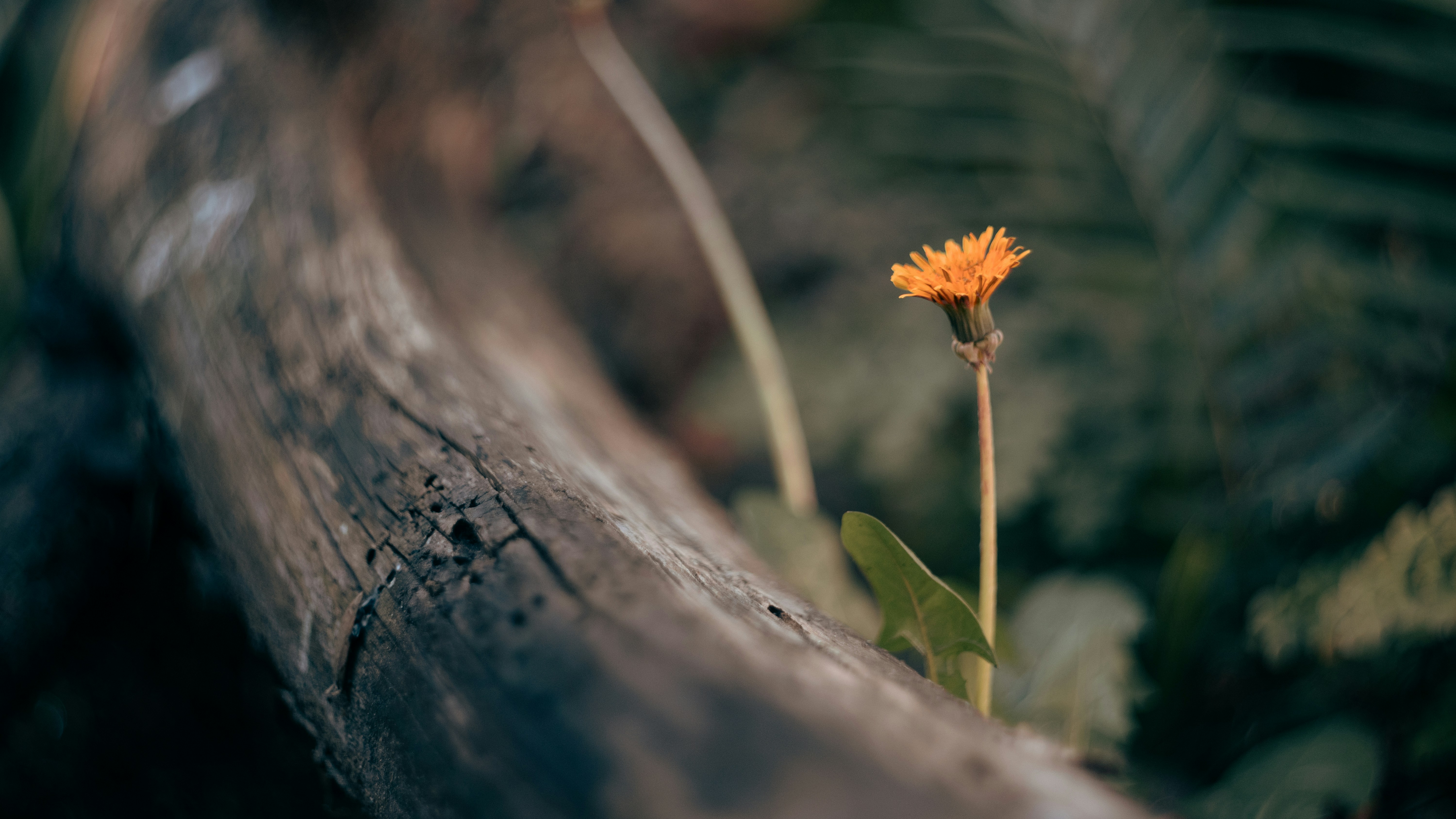 Photo by lucasdalamartaphoto