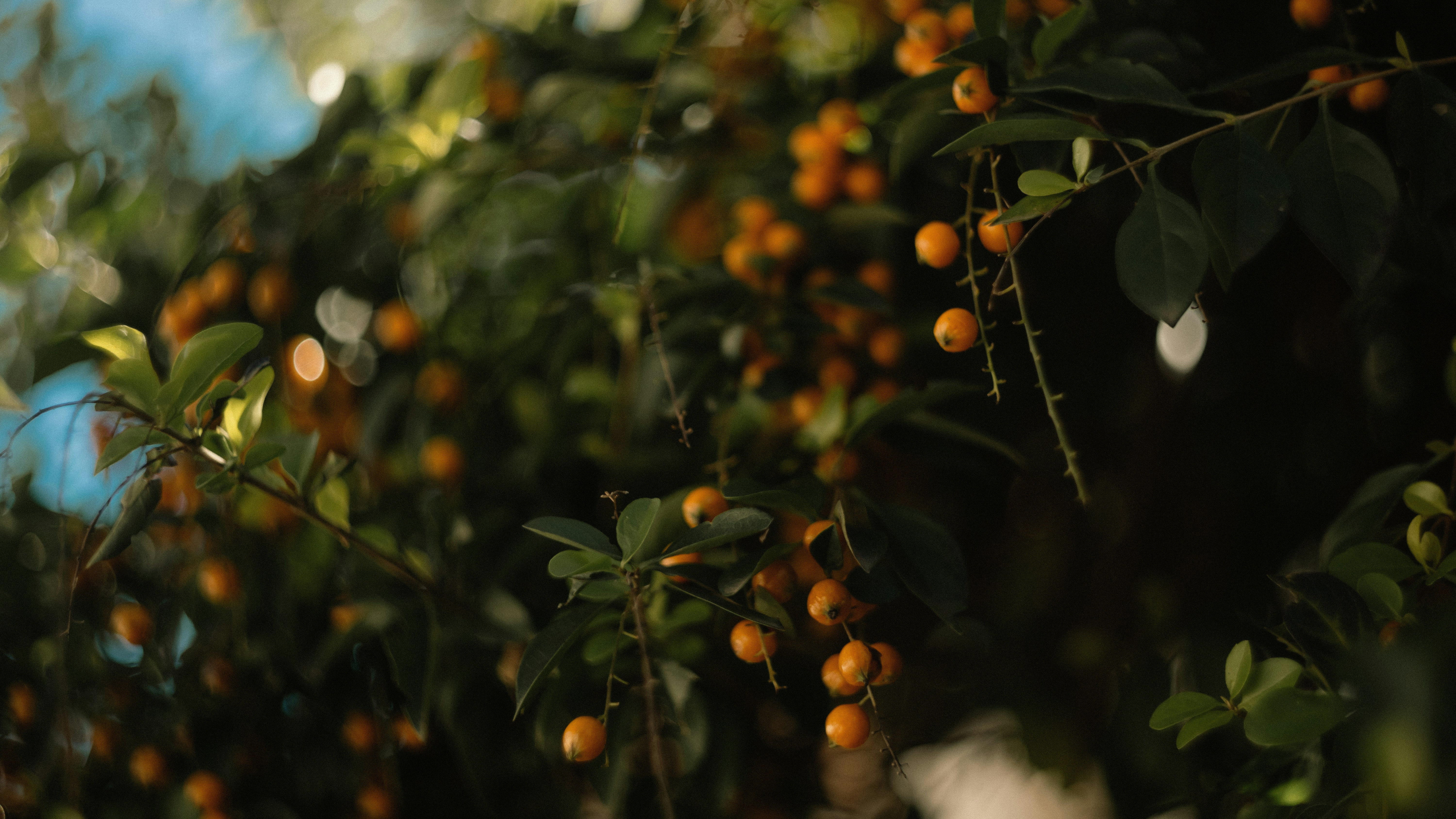 Photo by lucasdalamartaphoto