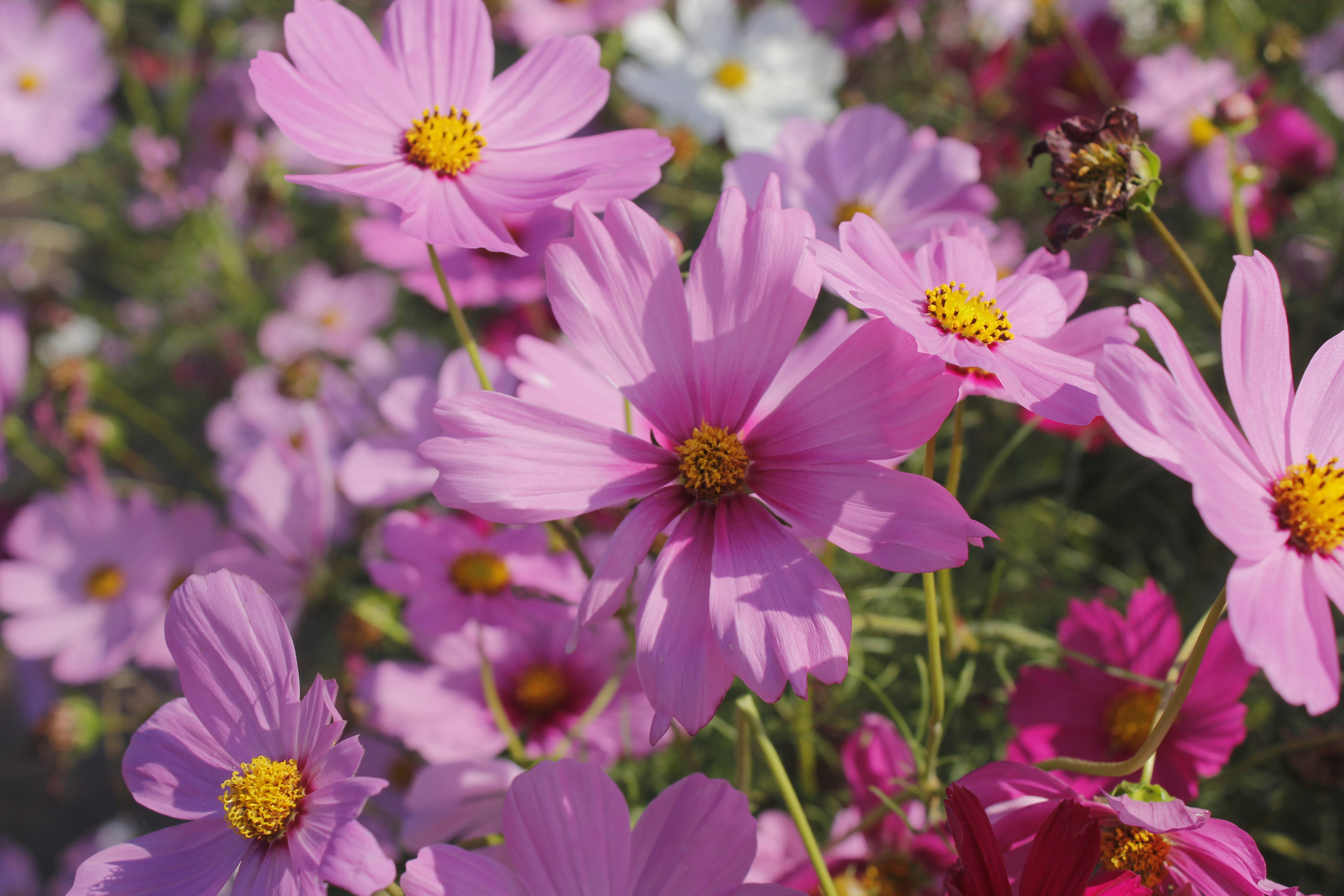 Photo by wanasanan_phonnuan