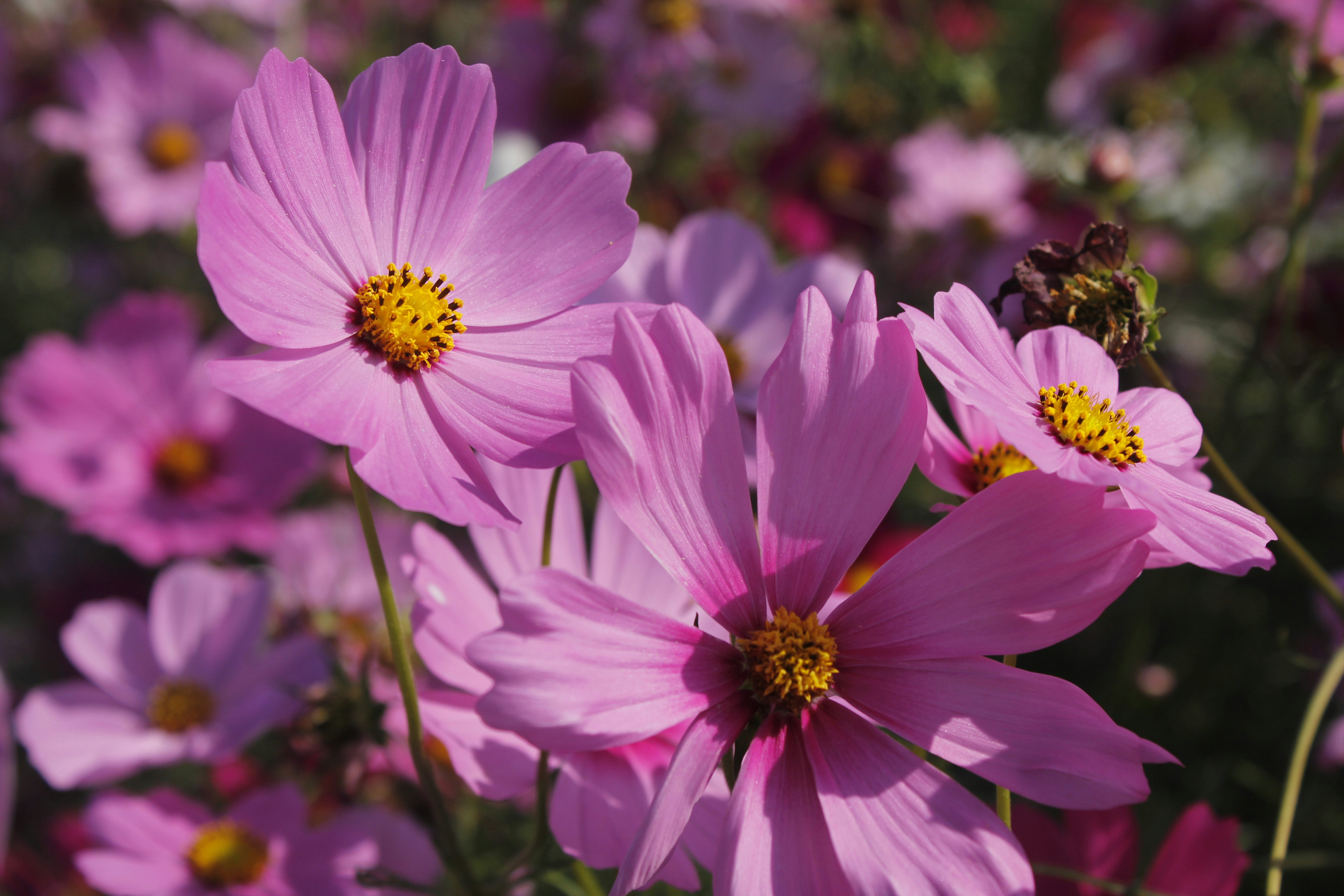 Photo by wanasanan_phonnuan