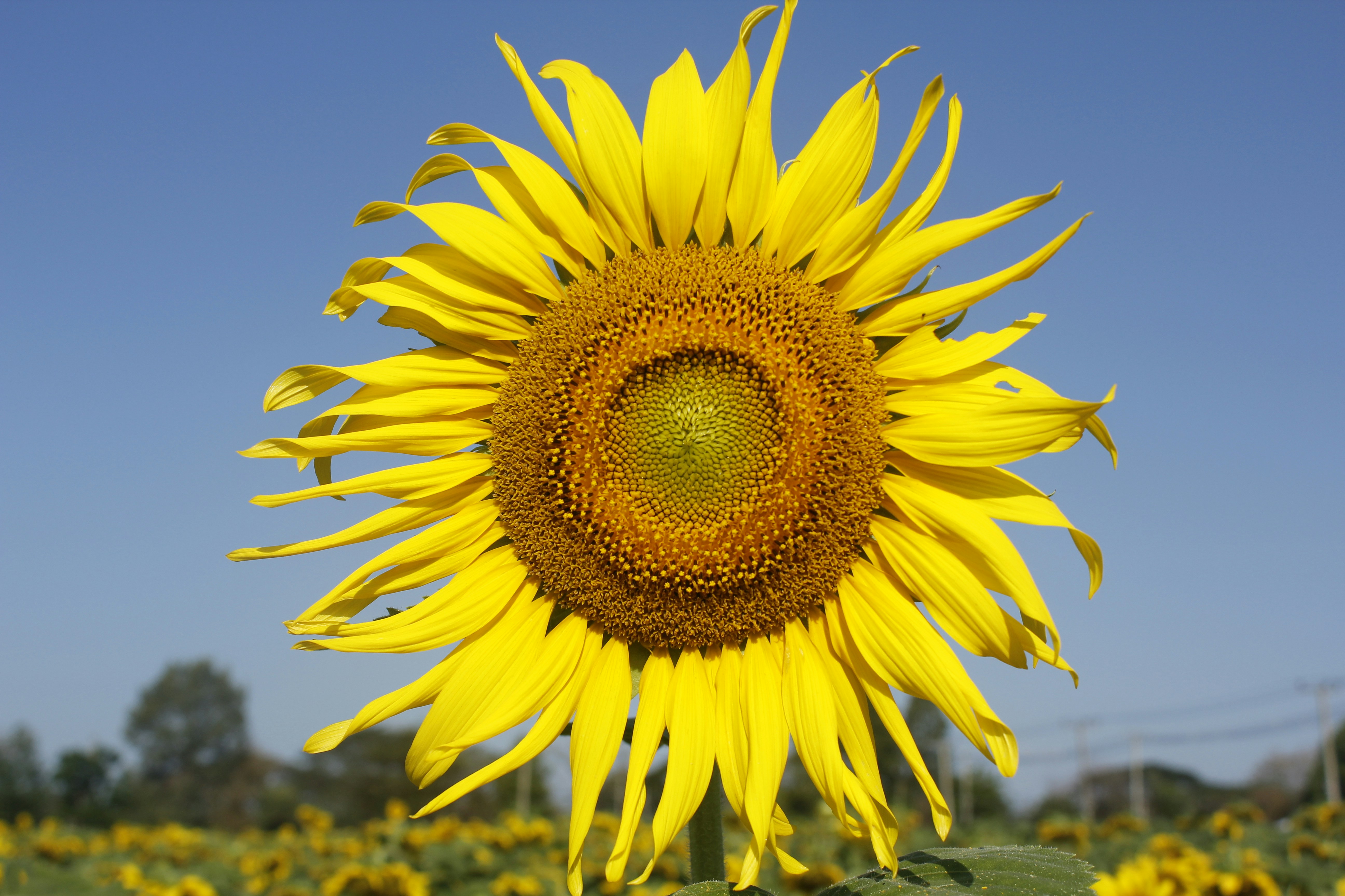 Photo by wanasanan_phonnuan