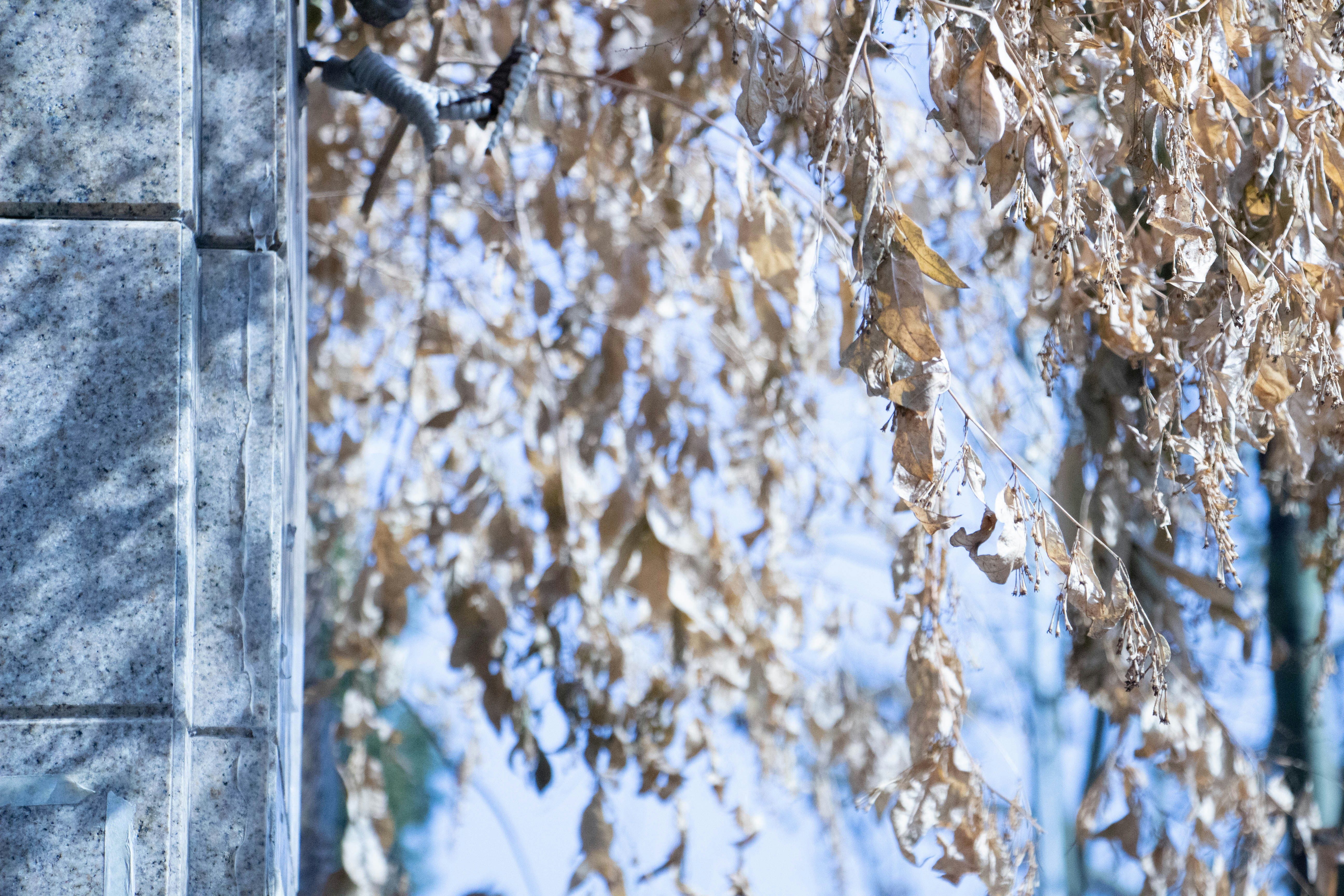 Photo by maro_of_sengu