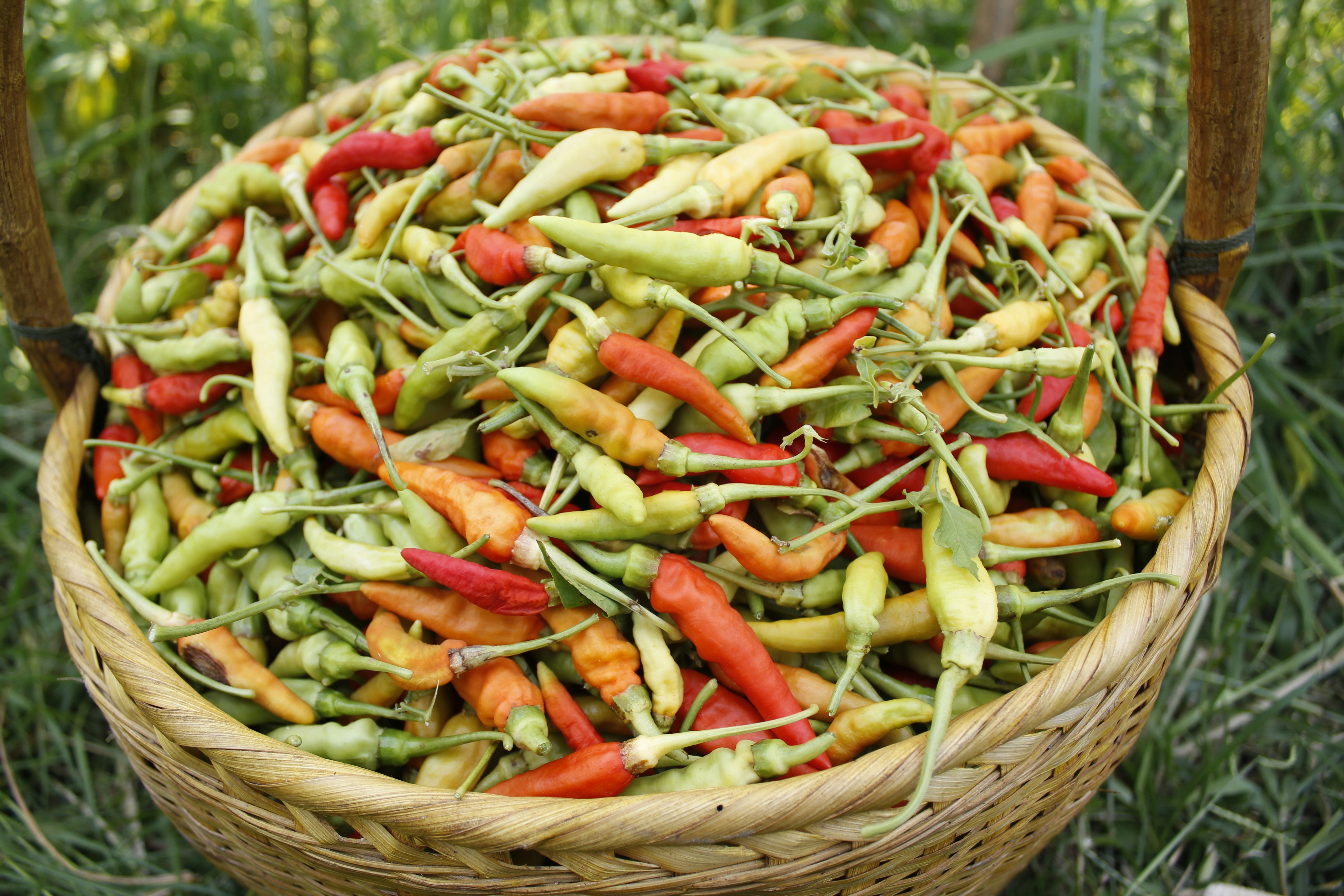Organic hot peppers